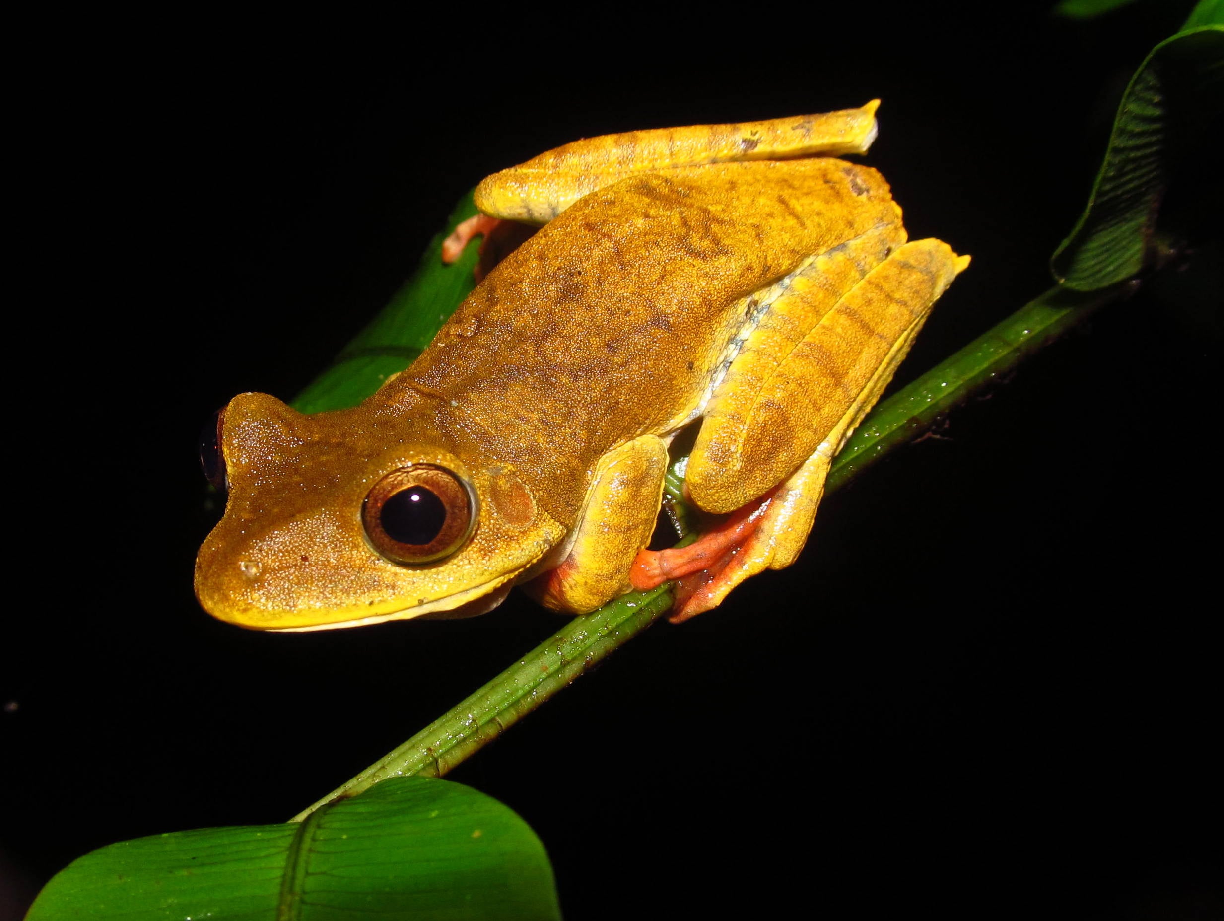 Like addicts the museum returns to the jungle to find (surprise) frogs. While searching through the dark night of the Bolivian jungle for frogs I am astounded that I have found a group of people that ALSO want to look for frogs at night in the jungl…