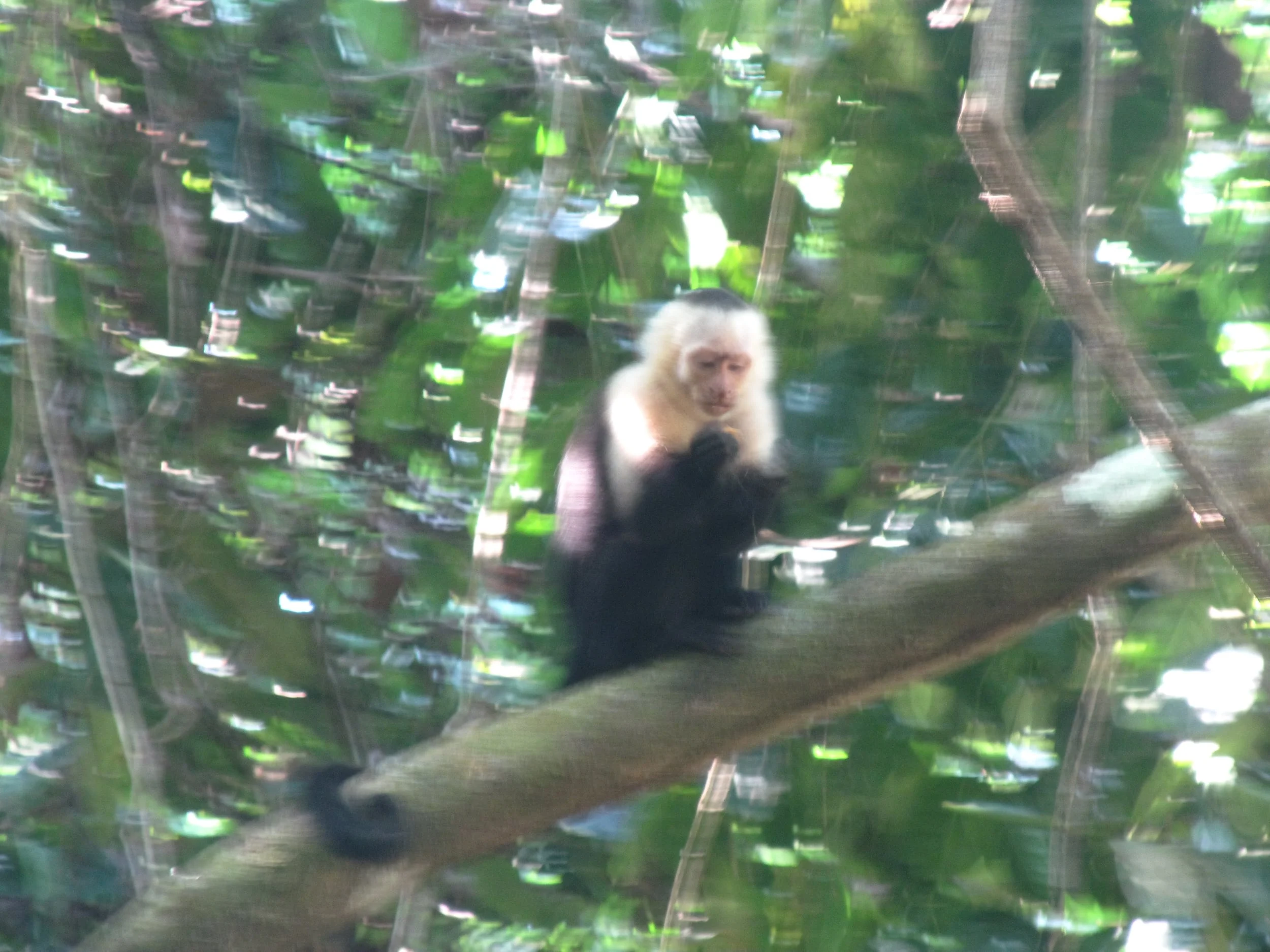 White faced capuchins. Blurry...yet. I took a LOT of blurry animal photos in Costa Rica.