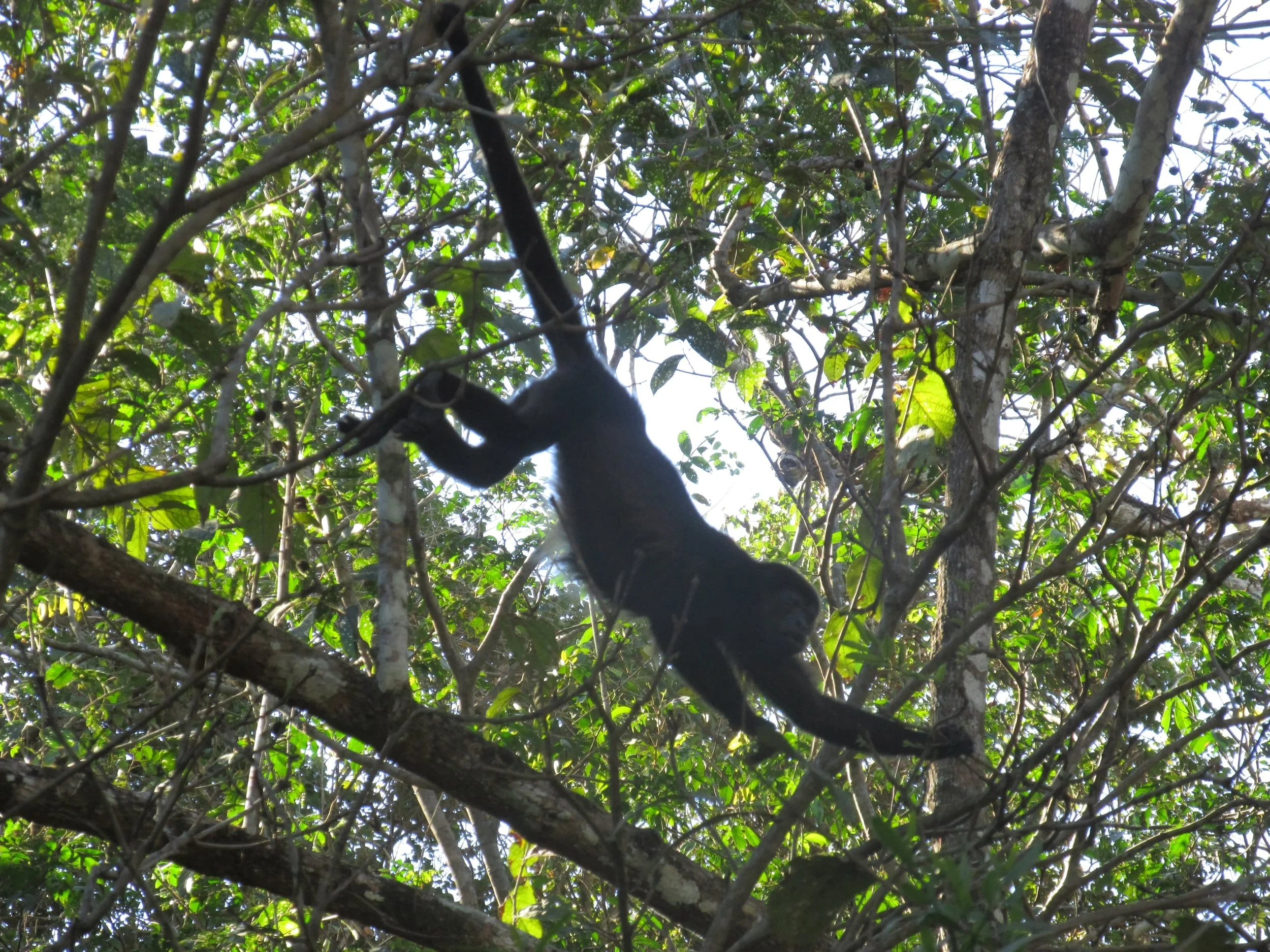 Howler monkeys are seen and heard through much of Costa Rica.