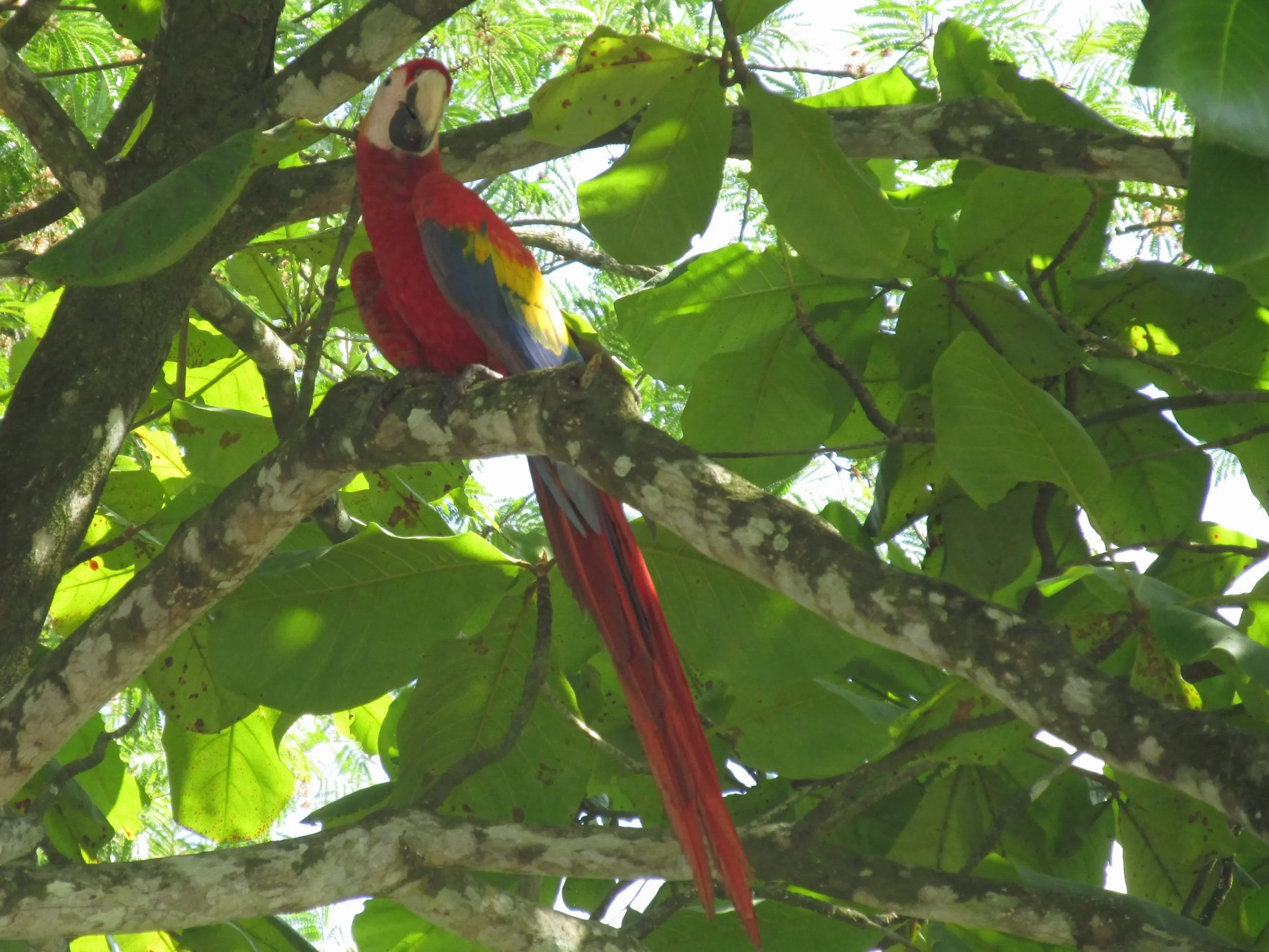 Scarlet macaws.