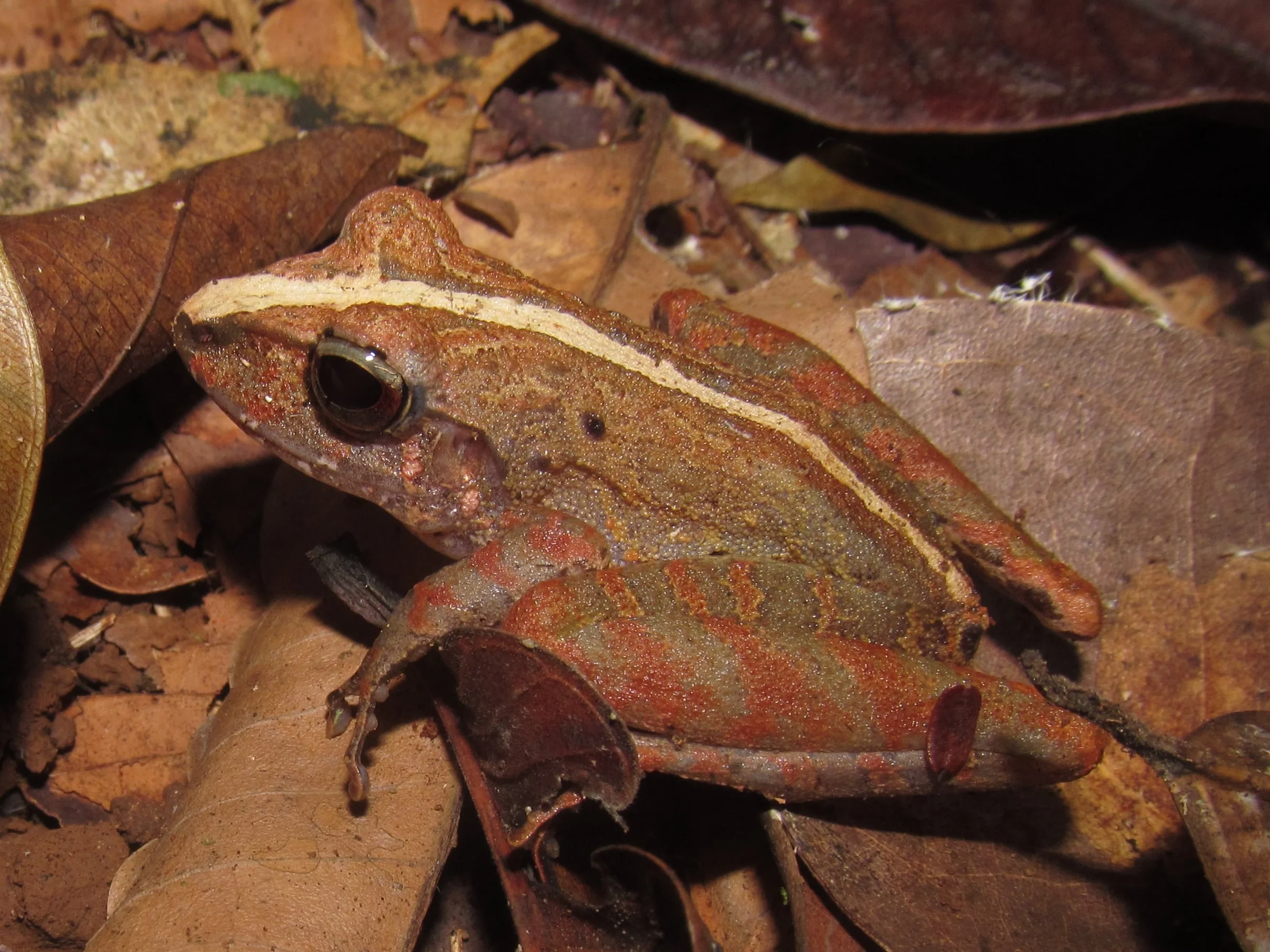 One of many amazing frogs we saw during a day hike in the Corcovado National Park.