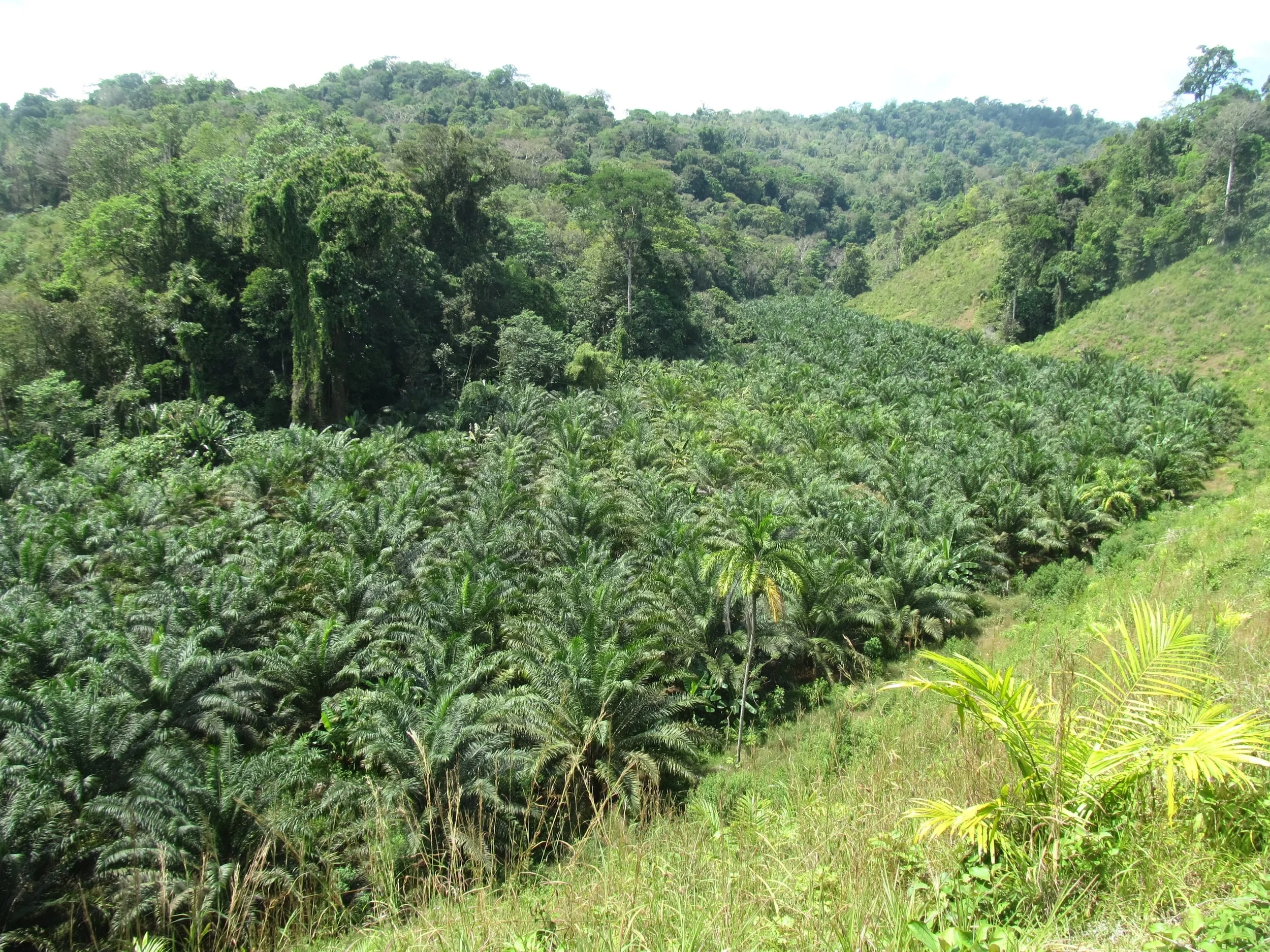 Palm oil farms where rich, diverse jungle once stood.