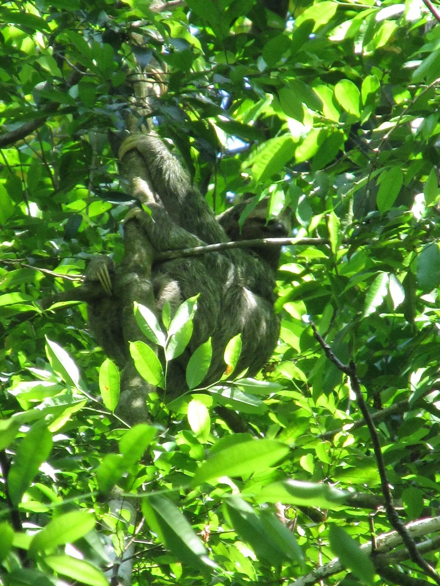 This was the only sloth we saw moving. He didn't go far nor did he poop on a fallen male, but he was really cute.
