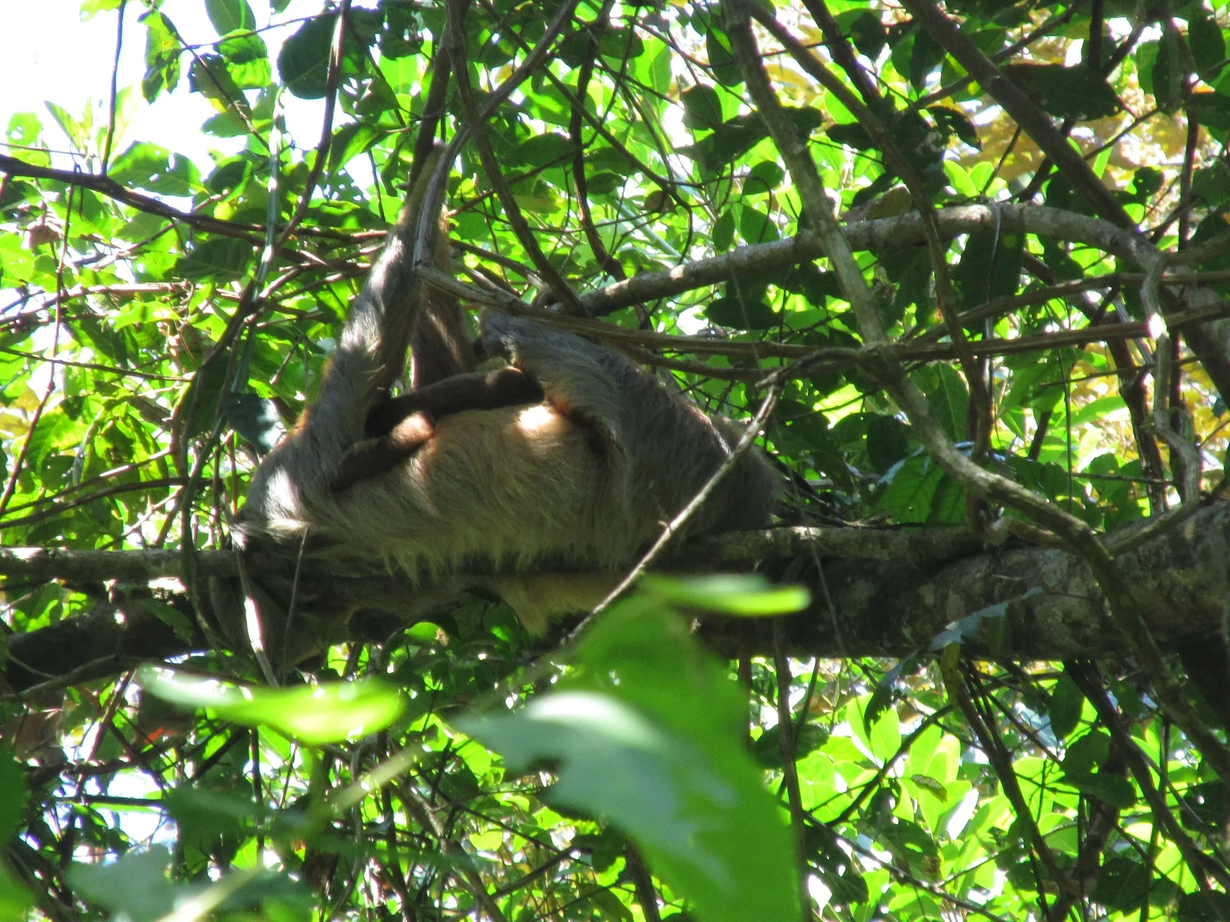 A sloth mom and baby pair sleeping the day away.