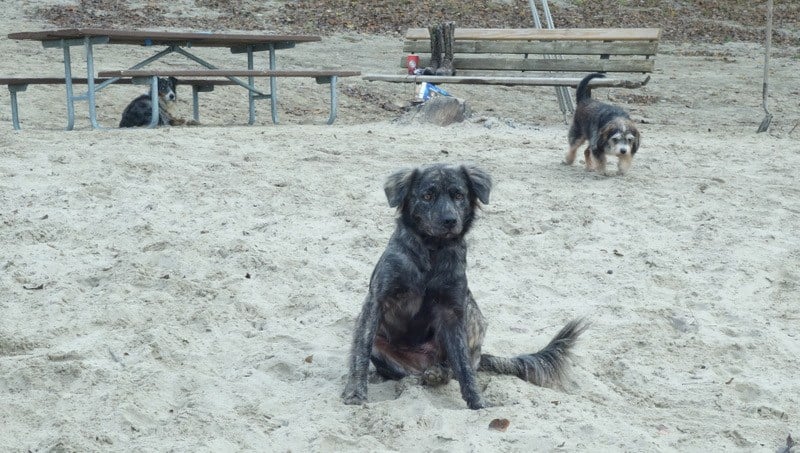 Baby, Smoke, and Bandit are Joe's puppies and River Angels in their own way.