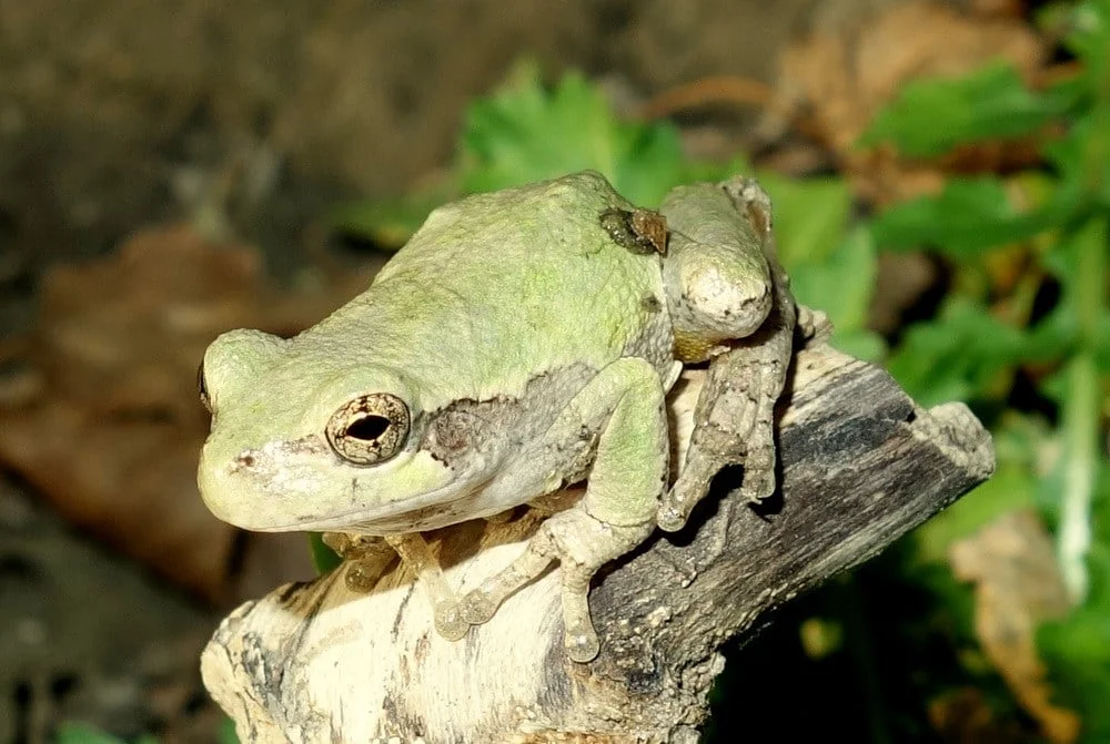 There's still plenty of wildlife along the river, including this gray tree frog.