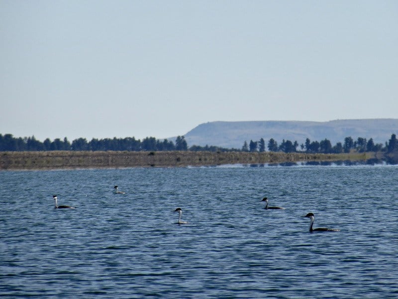 The high water levels mean that instead of channels through the sediment, we see grebes bobbing on the water.