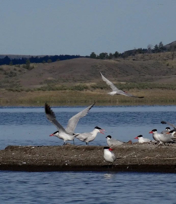 A tern colony chatters loudly as we paddle by.