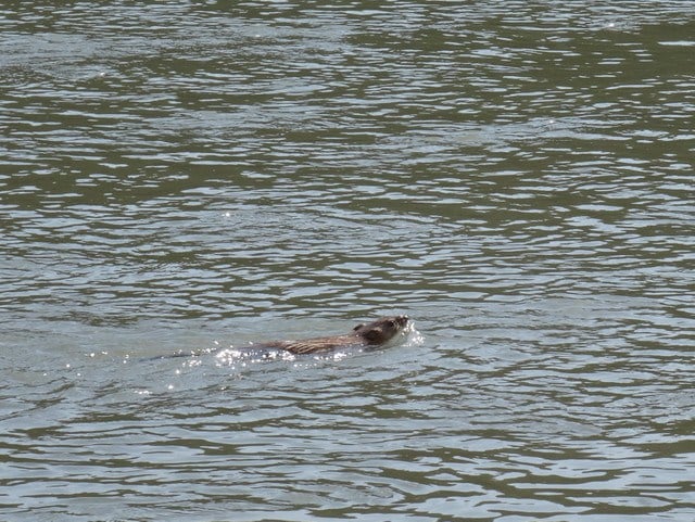 Muskrats and beavers are common here, but Lewis and Clark surely saw more.