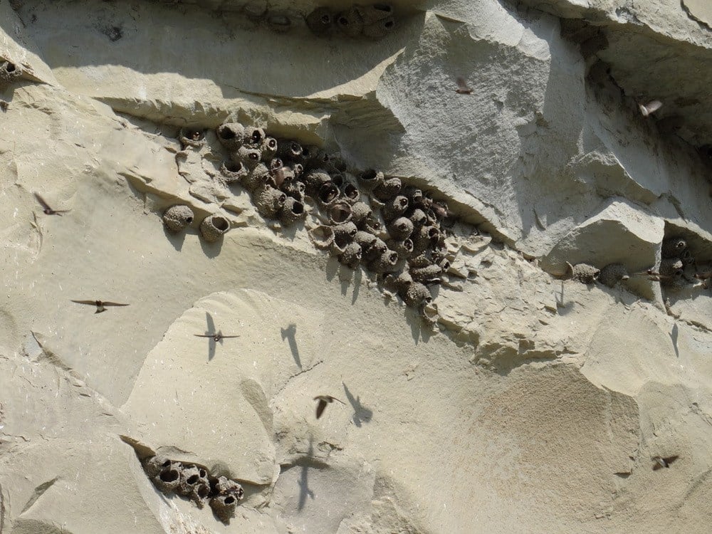 The swallows are at home on the steep cliff banks.