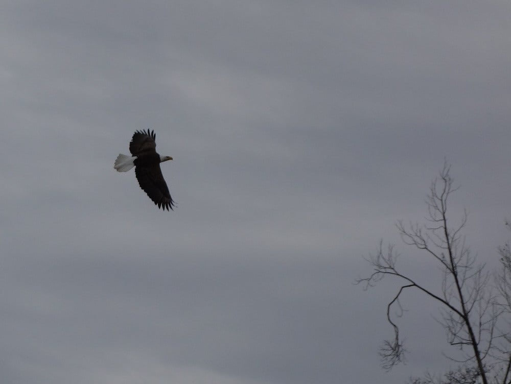 From the river there is never a shortage of wildlife.