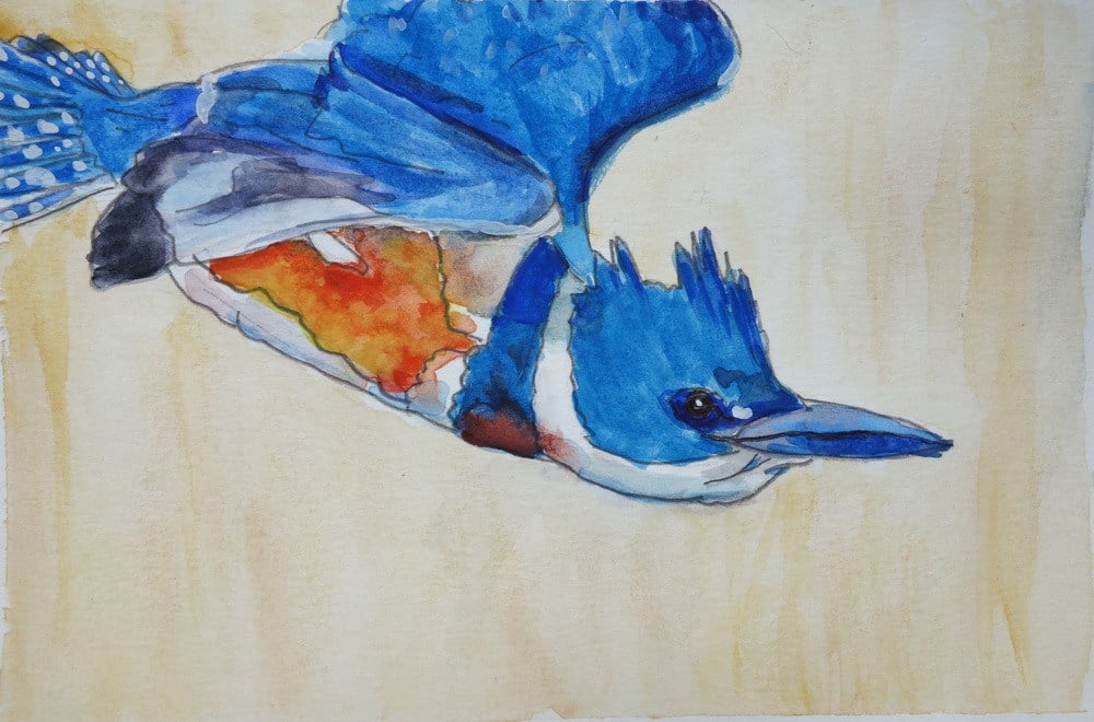 Kingfishers cackle and dive as I pass.