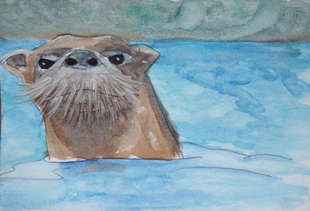 An otter watches me and I watch him.