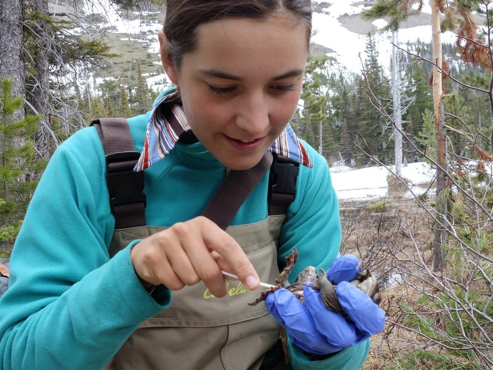The canoers of On The River are biologists too. Here Nia swabs a western toad to see if it has the deadly chytrid fungus, which along with habitat loss, pollution, and climate change has lead to global amphibian declines.