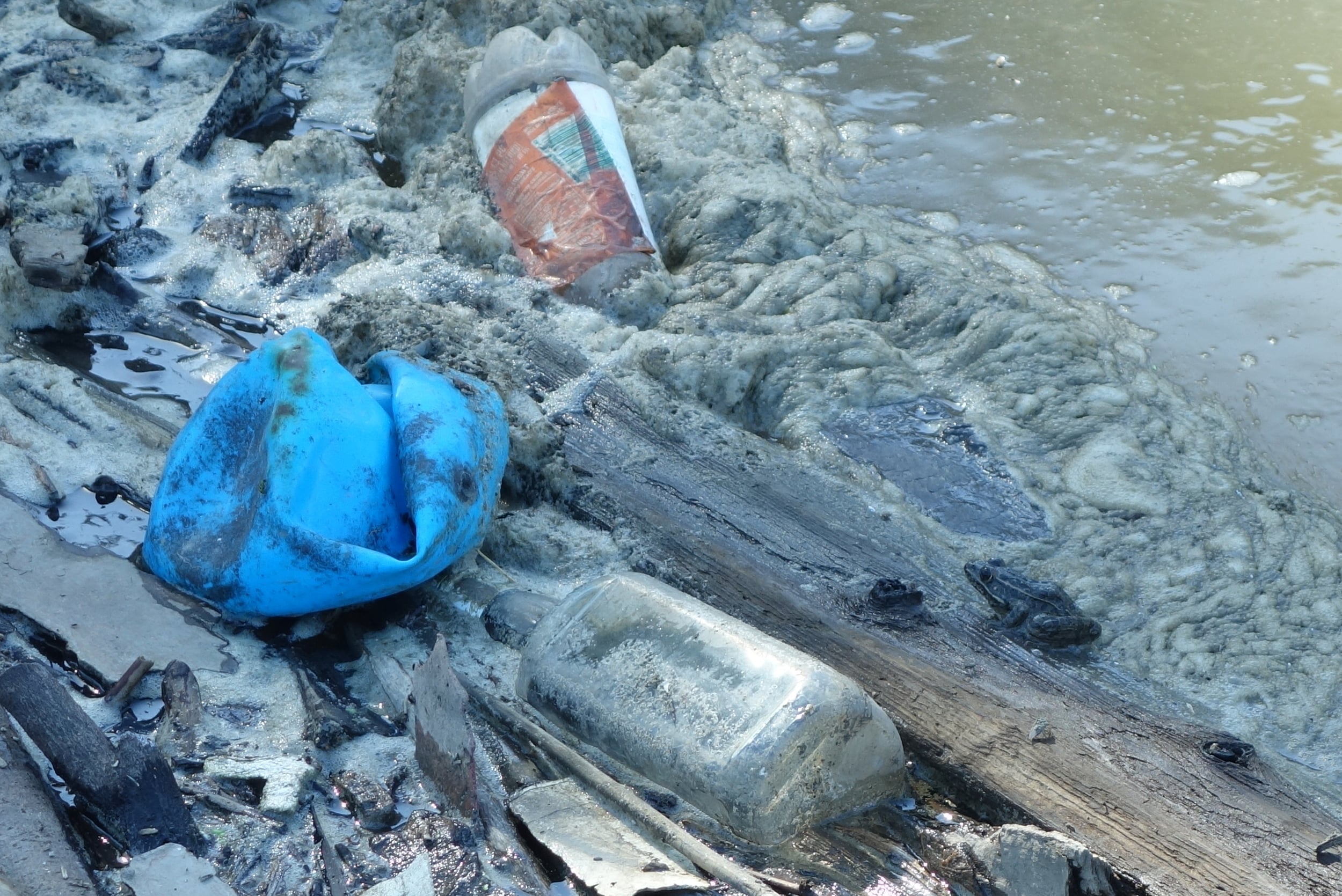 Can you spot the frog among all the trash?