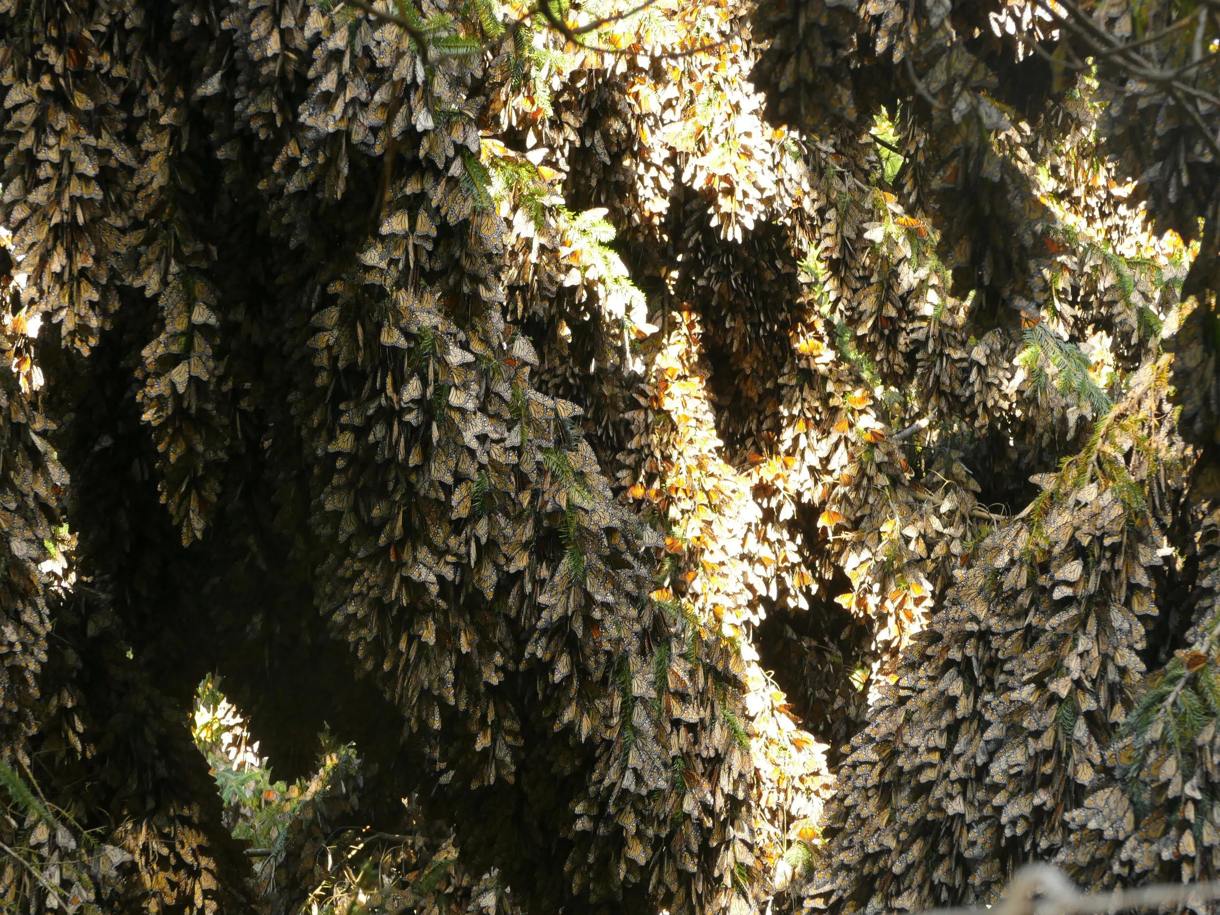 Visiting the Monarchs in Mexico