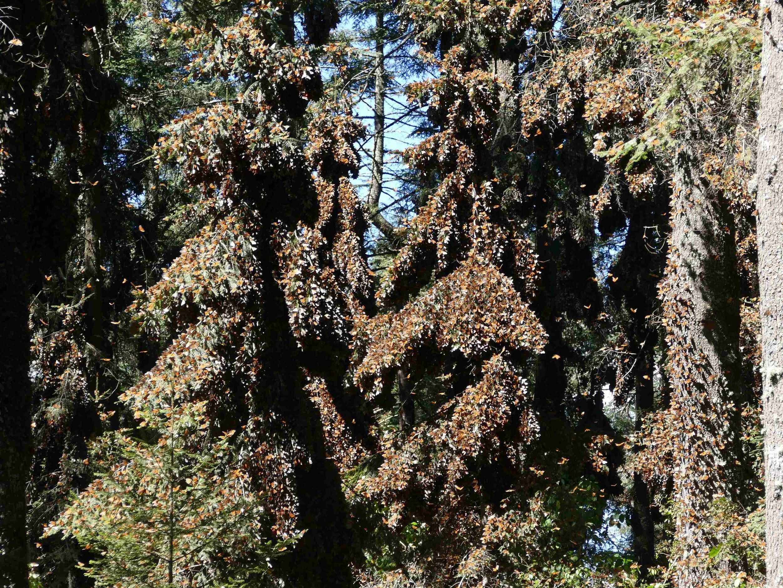 The Sancutaries are litterly covered in millions of monarchs.