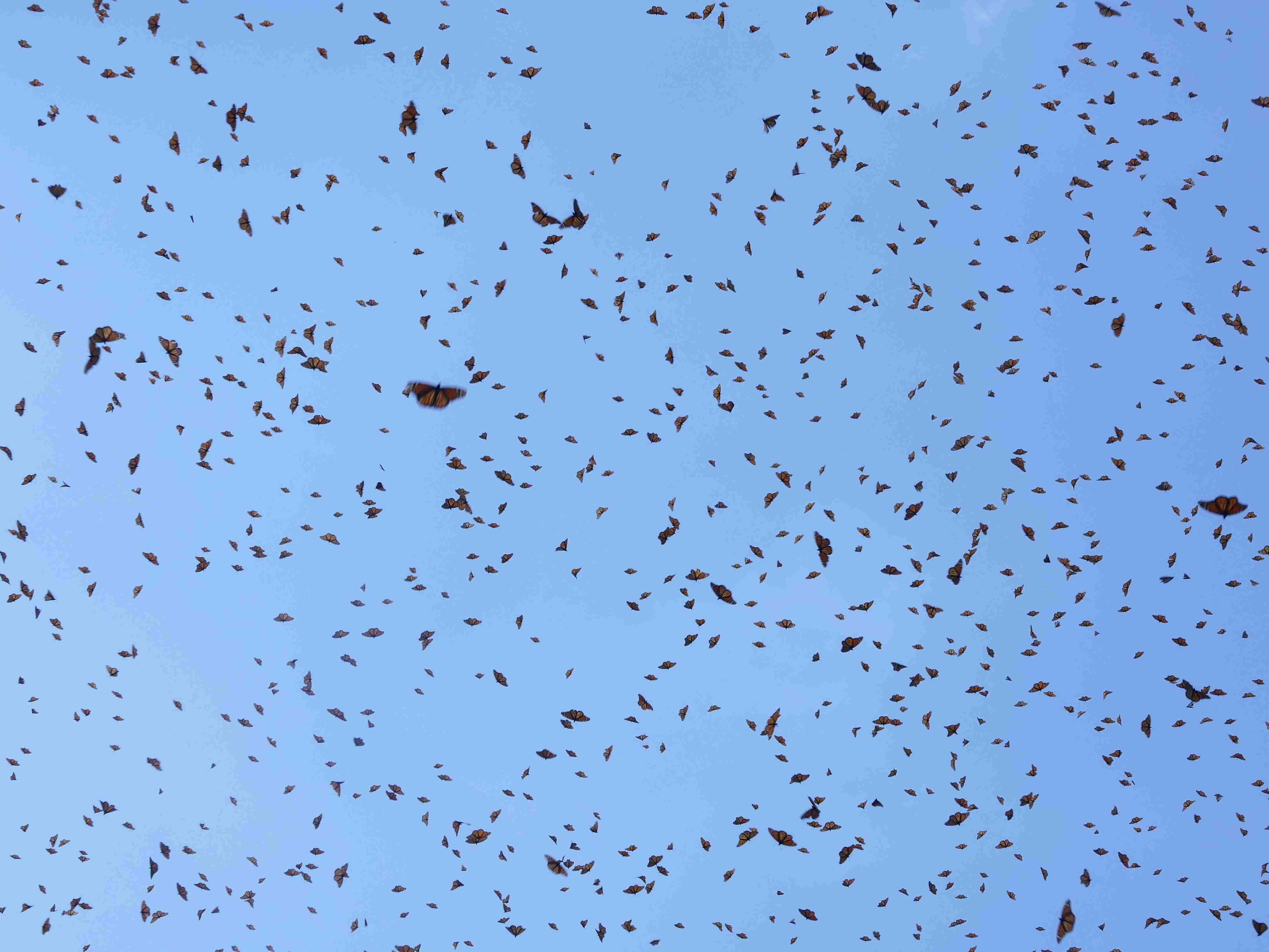 So many monarchs!