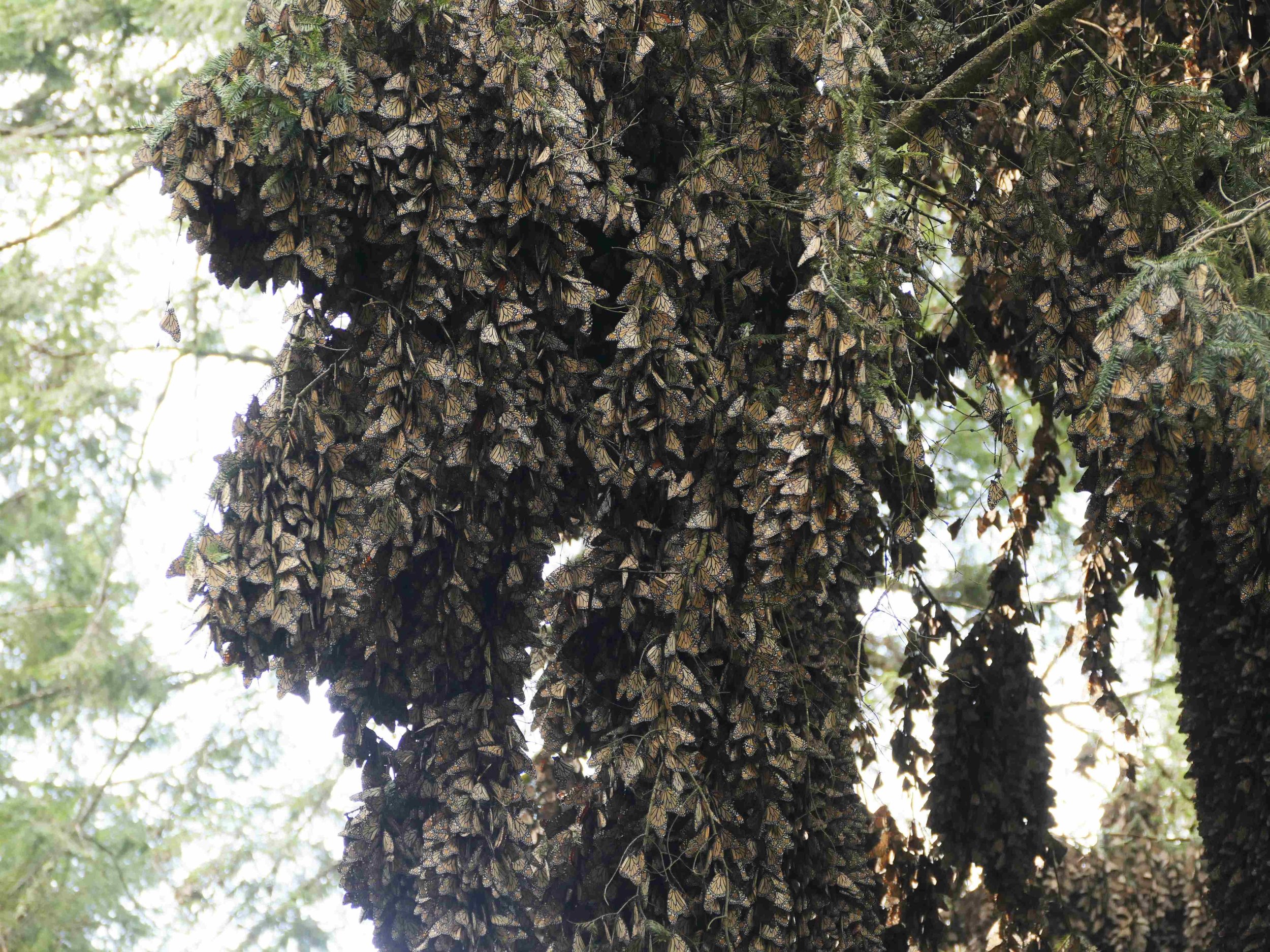When we first arrived it was cold so the monarchs were not flying.
