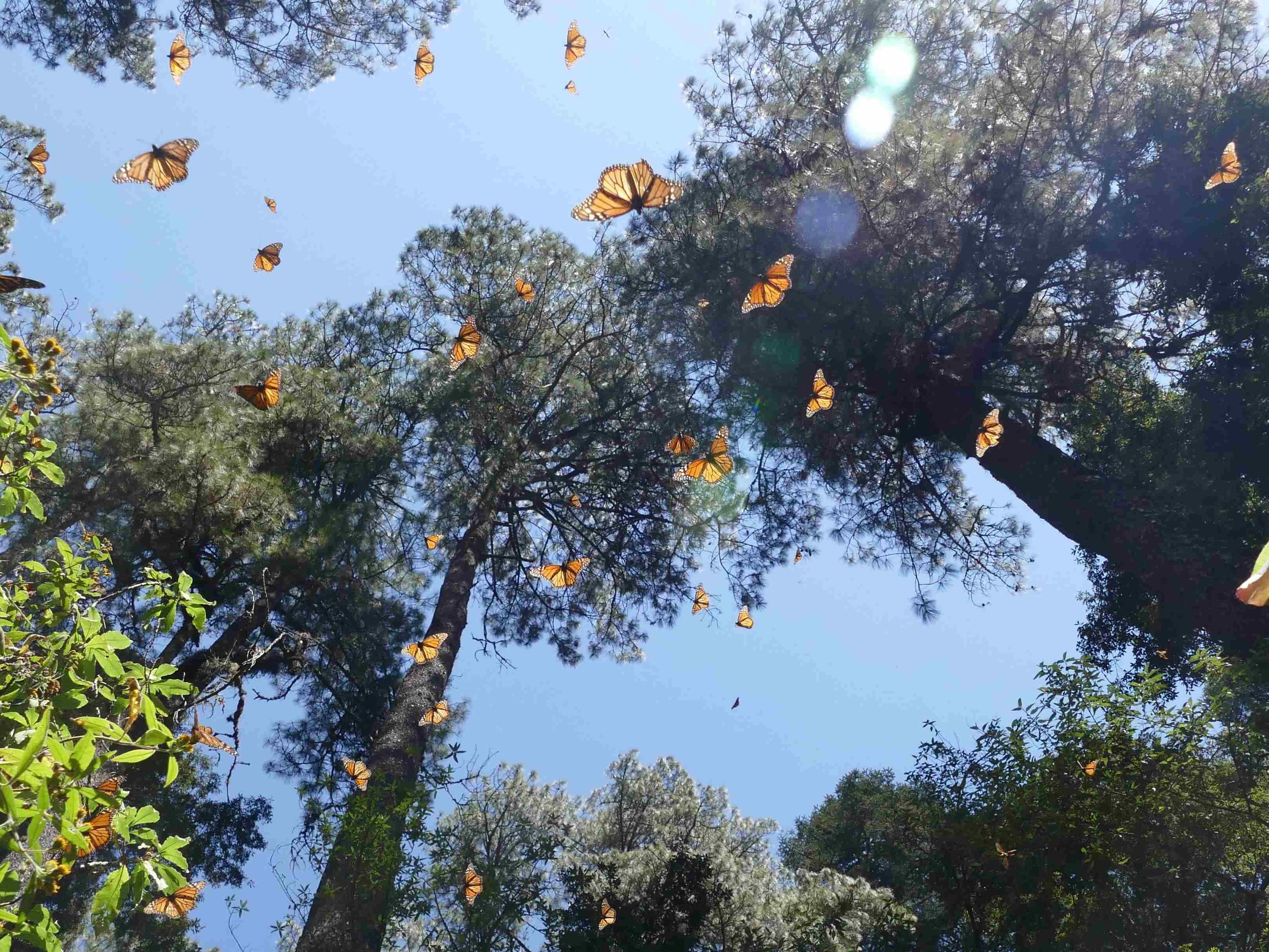 When the sun came out the monarchs began to fly.