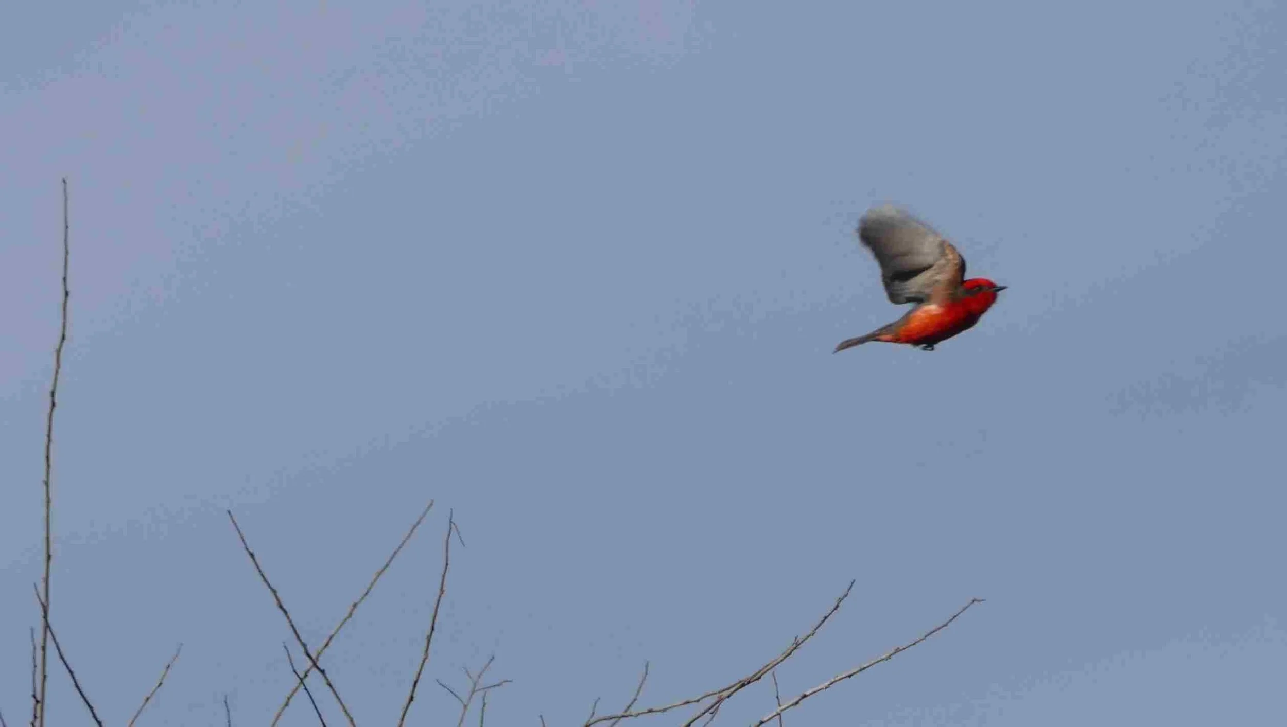 Papalotzin is birds at dawn and dusk and stars at night.