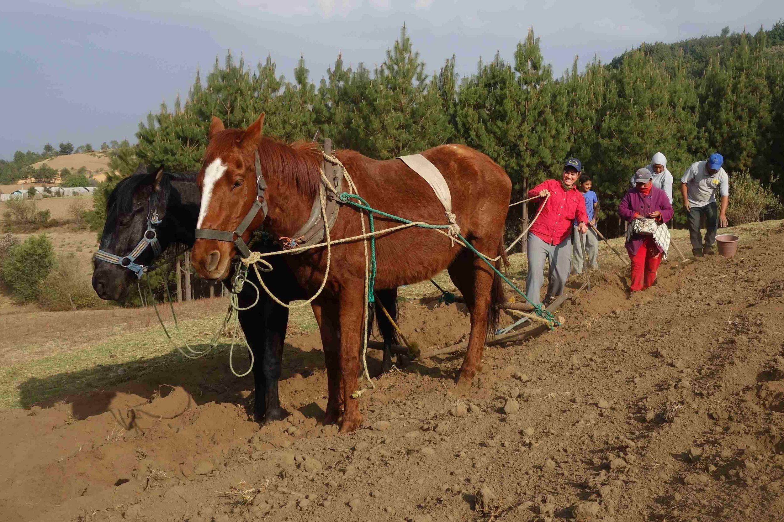 If the horses don't look like they are moving it is because they are not! I had an easier job than driving the horses!