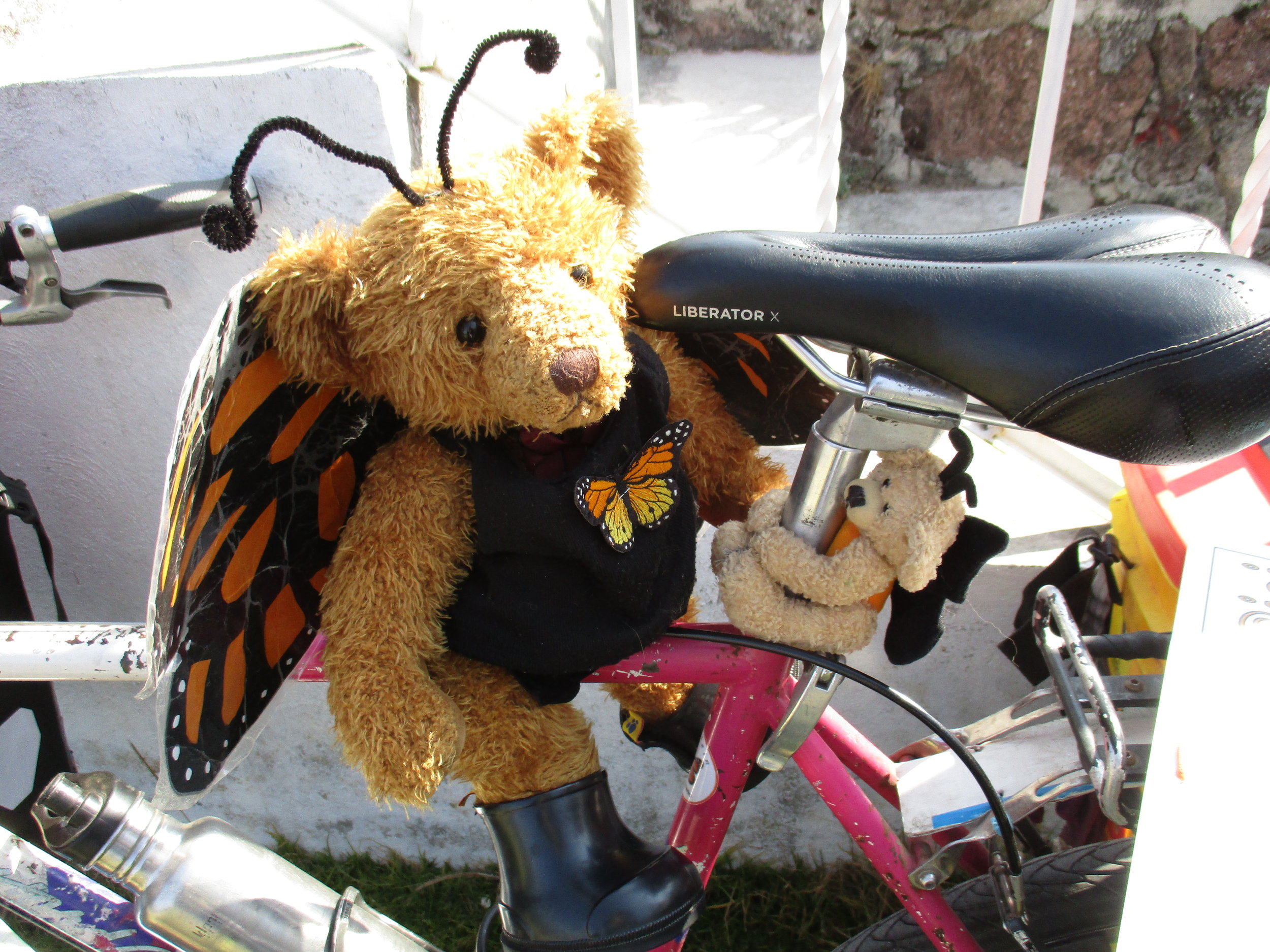 Barb's educational, adventurous bear and my new traveling buddy.
