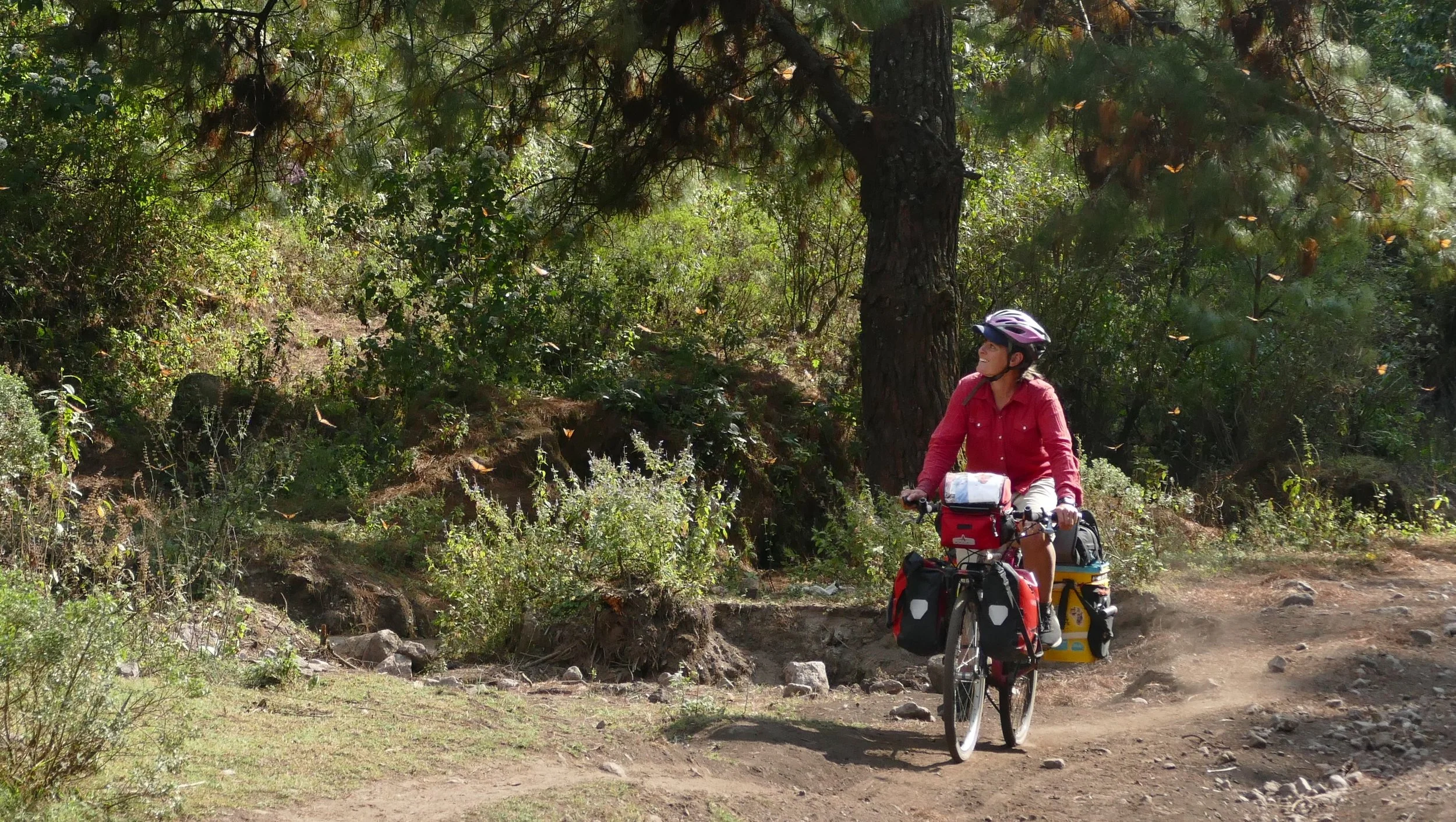 Dykman biking with monarch butterflies at the overwintering grounds in Michocan, Mexico.