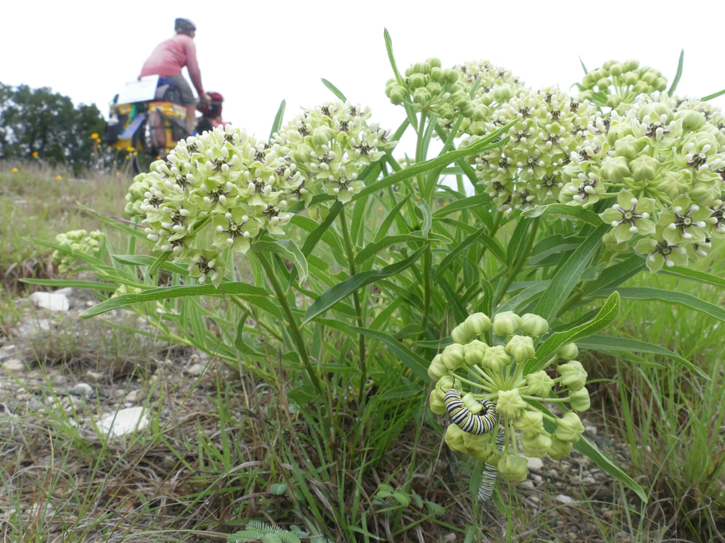 Dykman cycles by monarch caterpillars eating milkweed, their only food source. The decline in milkweed is a major cause of monarch declines.
