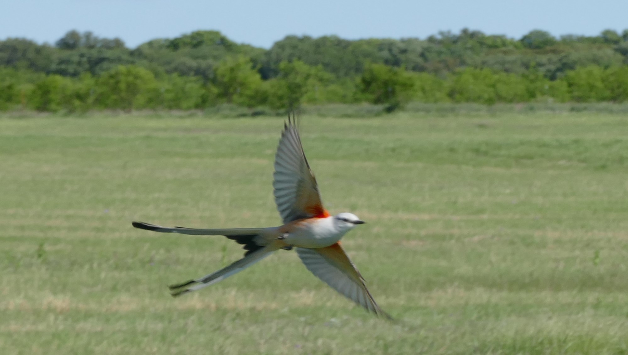 Every time I see a scissor tailed flycatcher I kinda freak out. They are so dang beautiful.