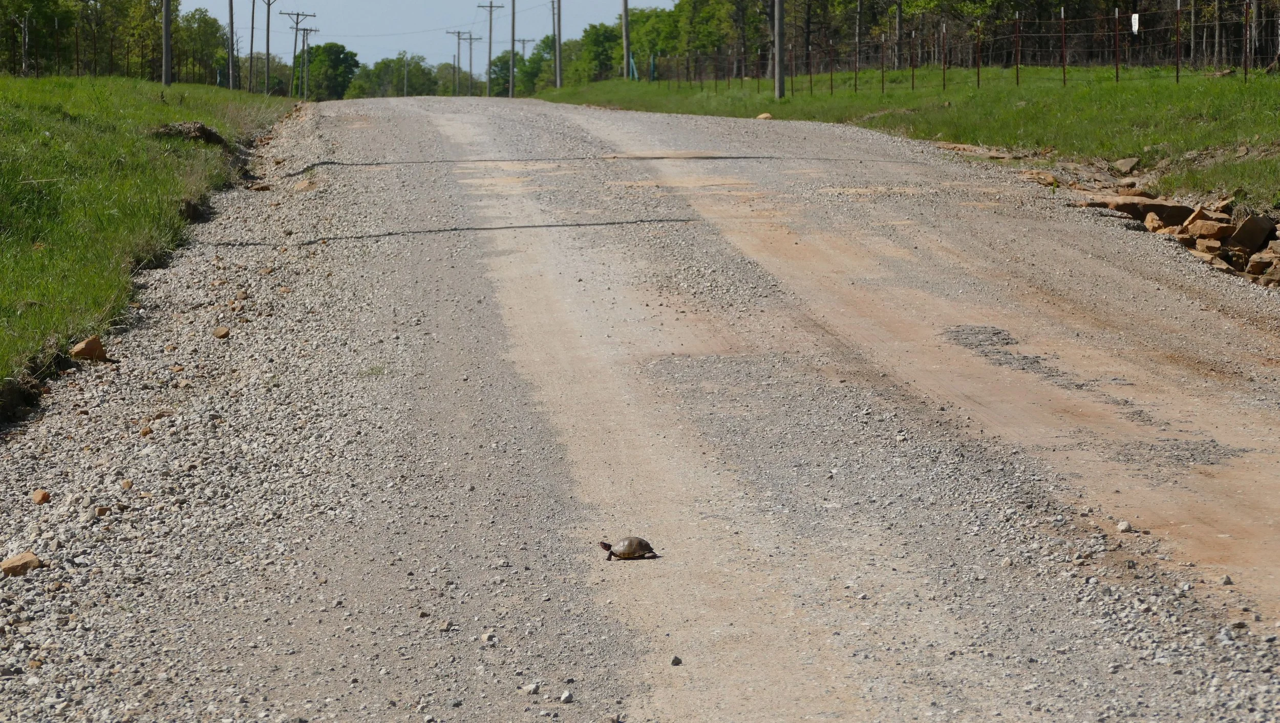 I am always so happy when I see live critters crossing the road. I always wait to make sure they cross safely, or move them if waiting is not an option.