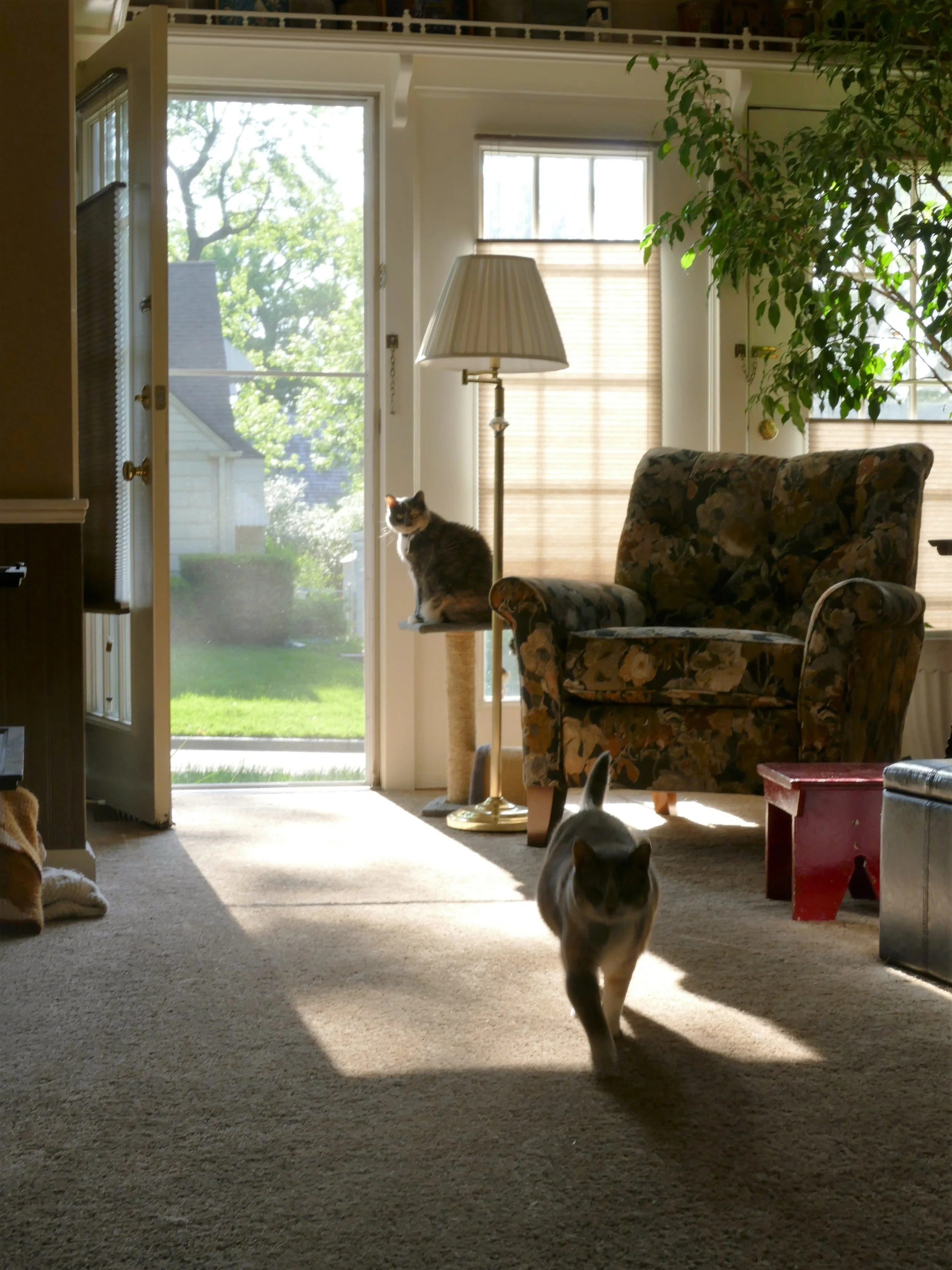 Look mom, the cats are alive, well, and enjoying the fresh air and sunshine.