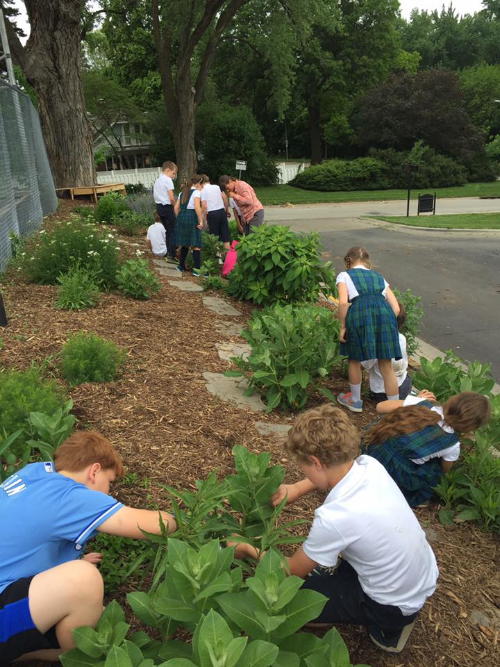 We found lots of milkweed, a few monarch eggs, and a monarch adult.