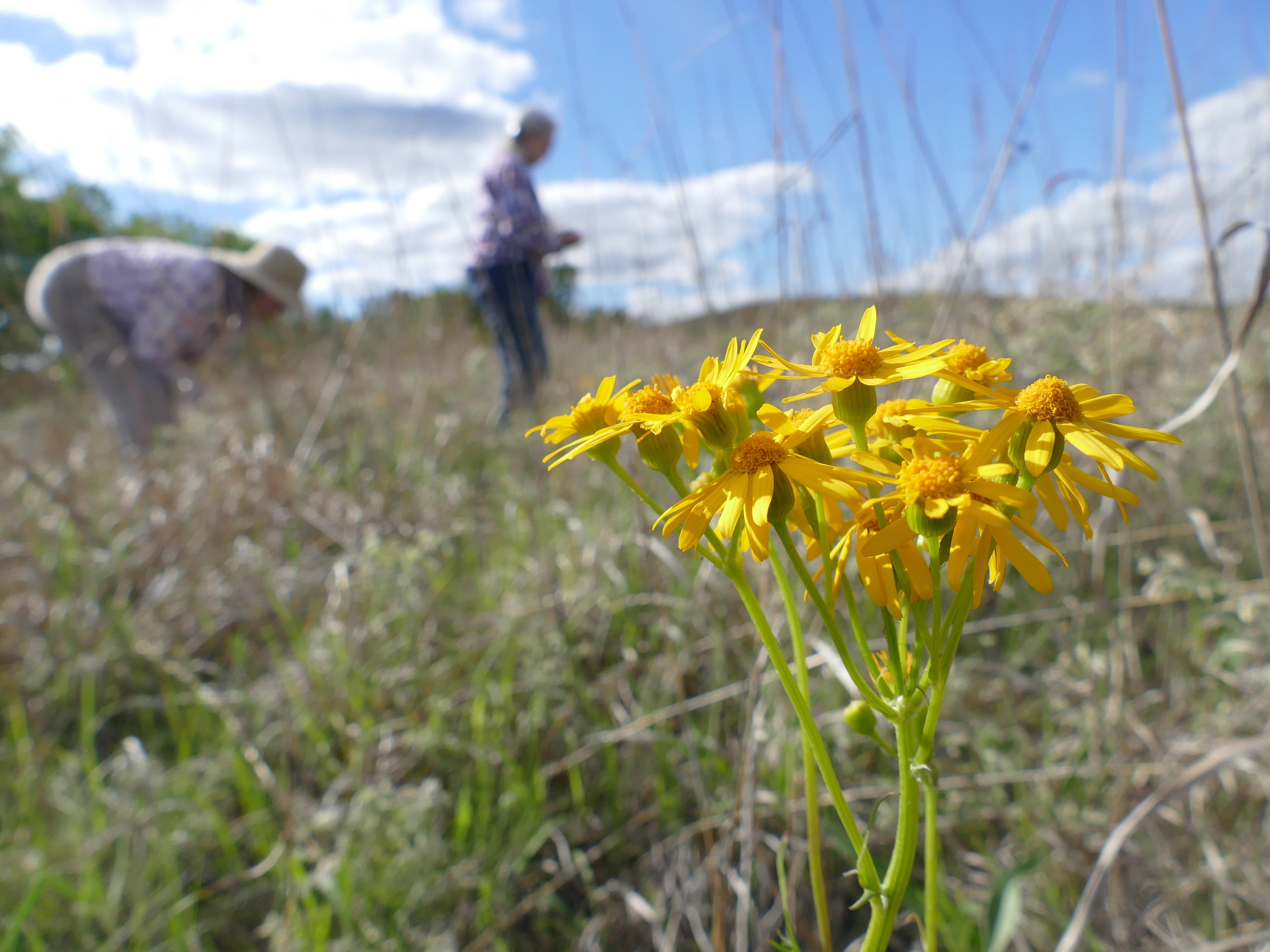 In Sioux City, I was given a tour of the city's prairie, their bike path, and a few points of interest. What was most inspiring was meeting the folks giving the tours, who work tiredlessly to leave the planet healthier for those to come. 