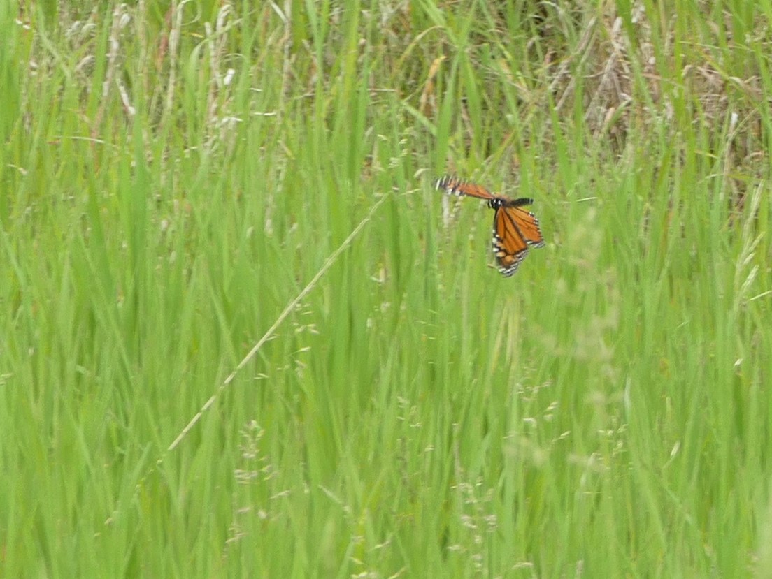 I did see a monarch in Iowa, and some eggs! This is why we fight, because there are still monarchs to fight for.