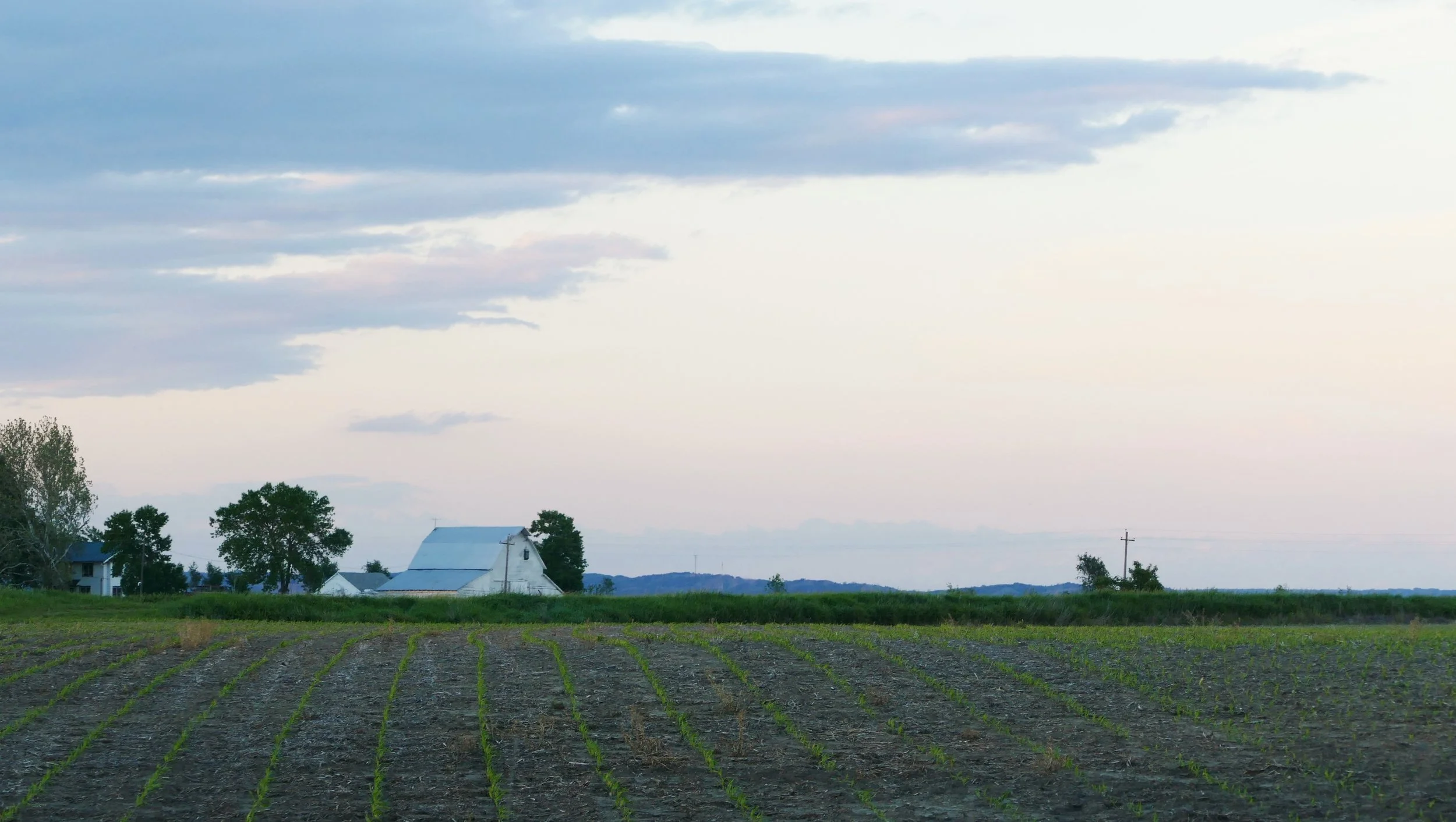 Folks tell me Iowa didn't always look like this. Folks tell me about how monarchs used to be everywhere and they would pull milkweed from the fields.