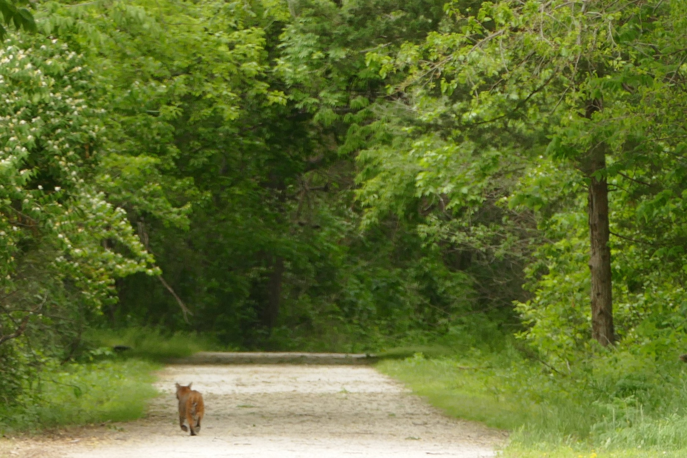 Bobcat?