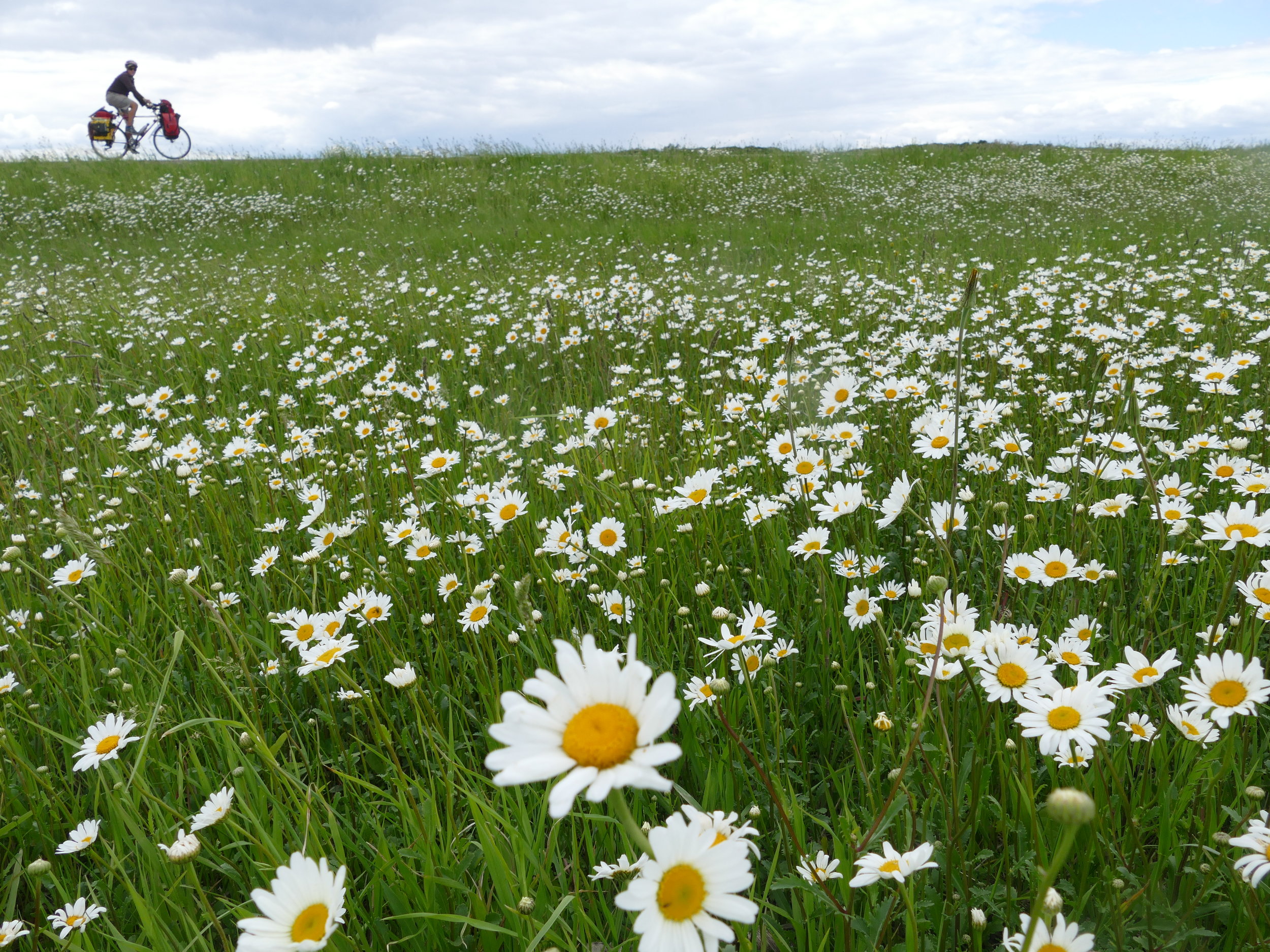 Flowers erupt on the side of the road and give me pleanty to watch and explore.