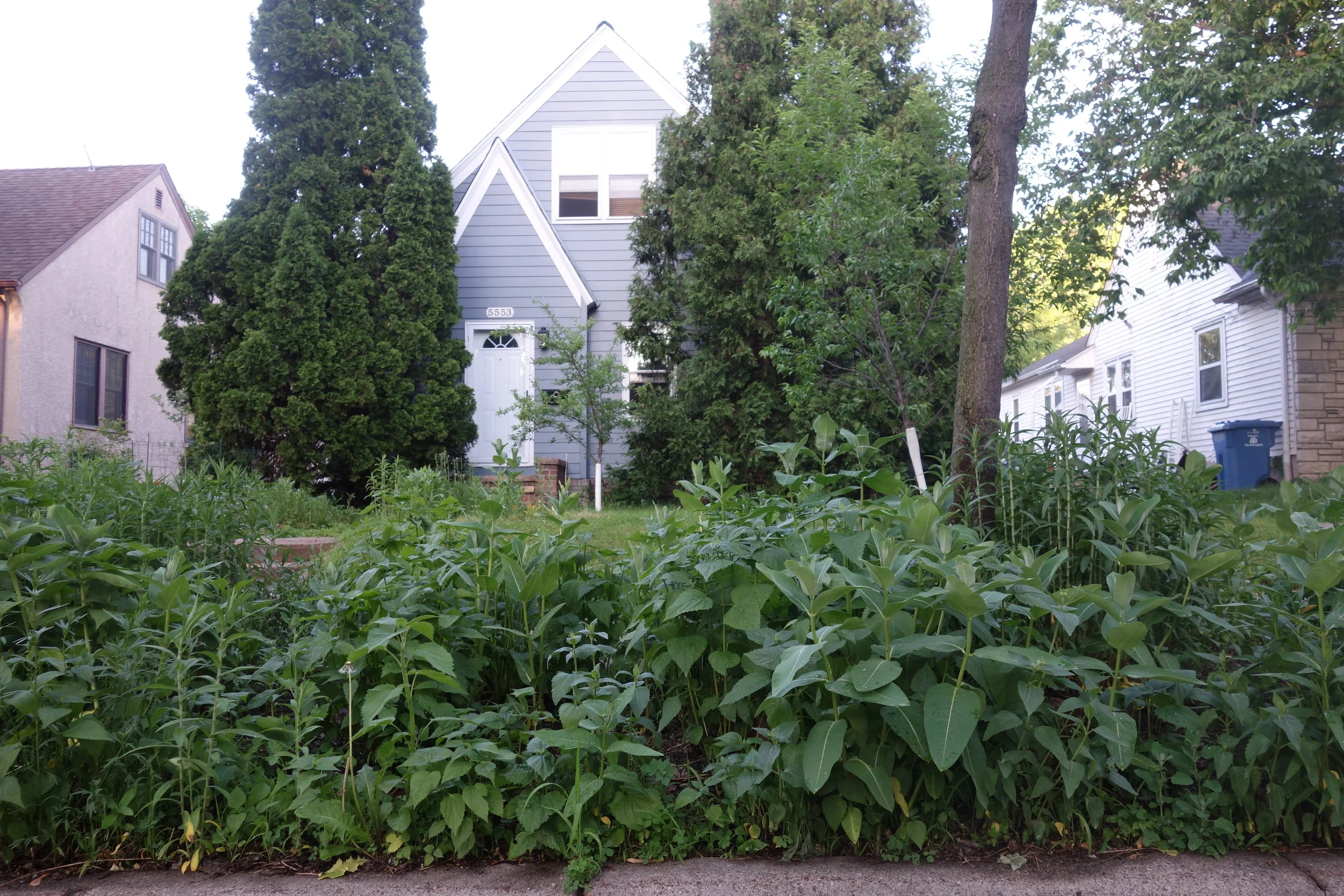 My rest stop in Minneapolis is also a rest stop for native wildlife. Imagine how much habitat would exist if every house was so pollinator-friendly!!