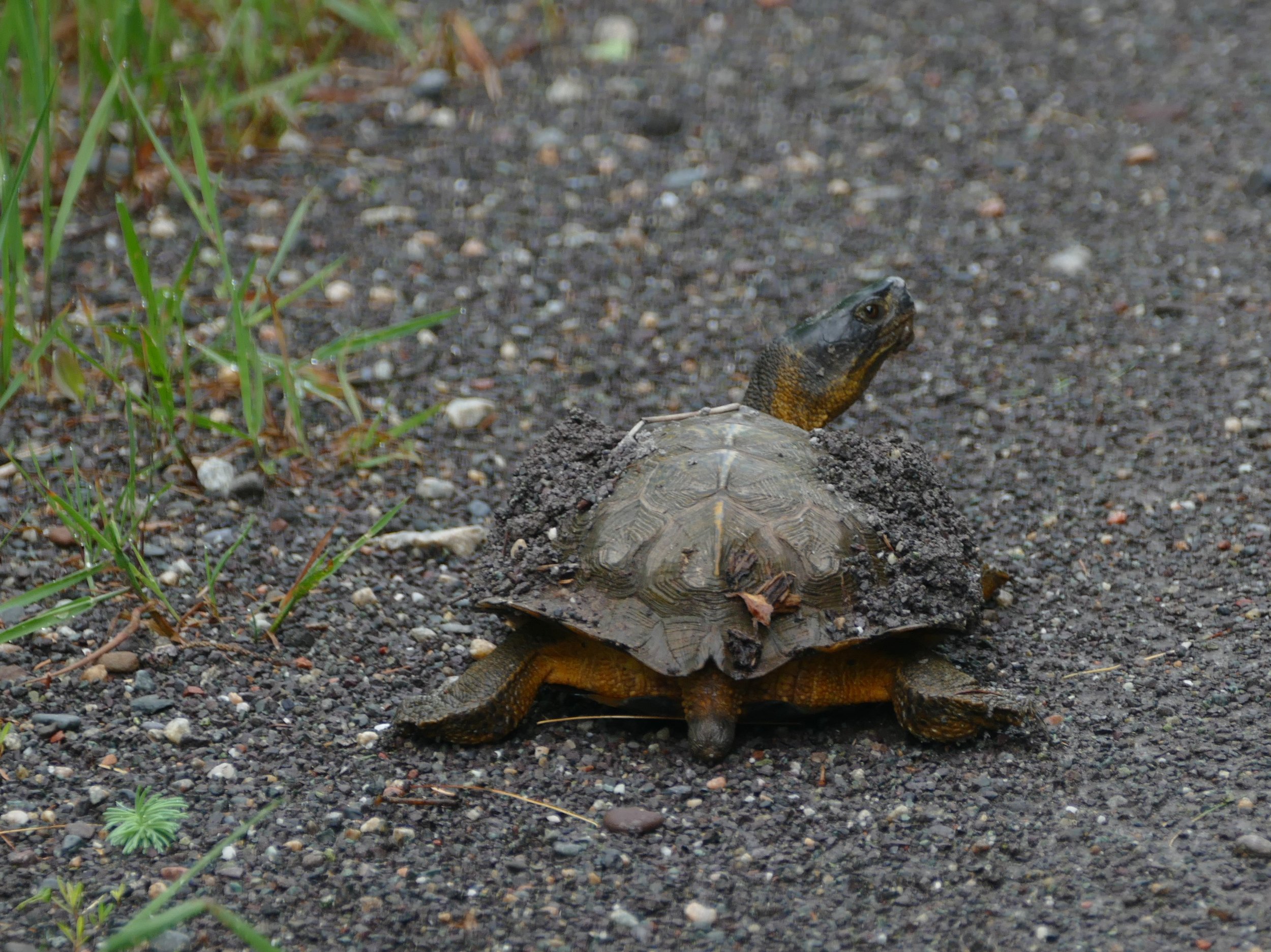 This wood turtle looks at me wondering how dangerous I am.