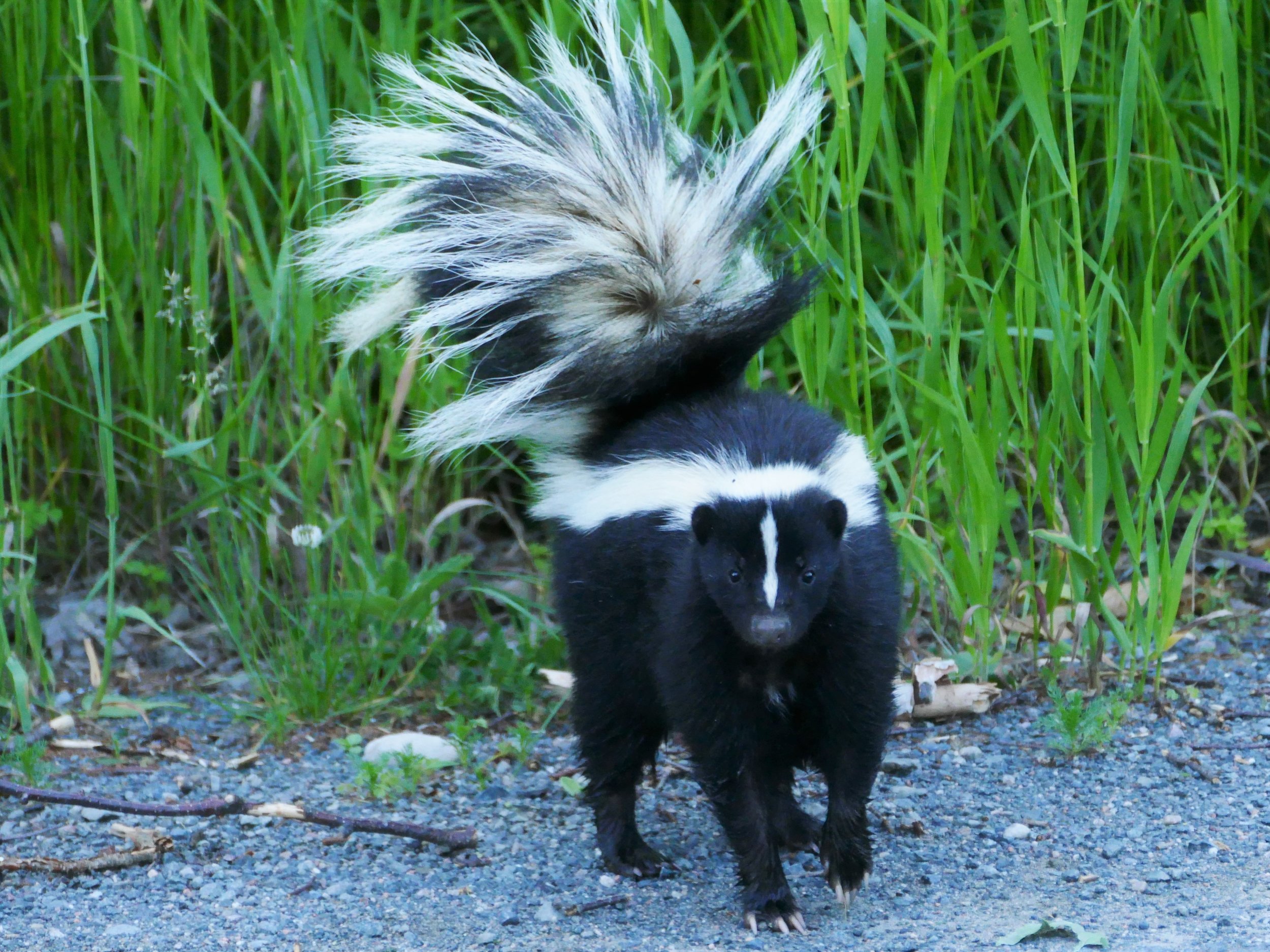 The roads had more skunks and horse-drawn buggies than cars.