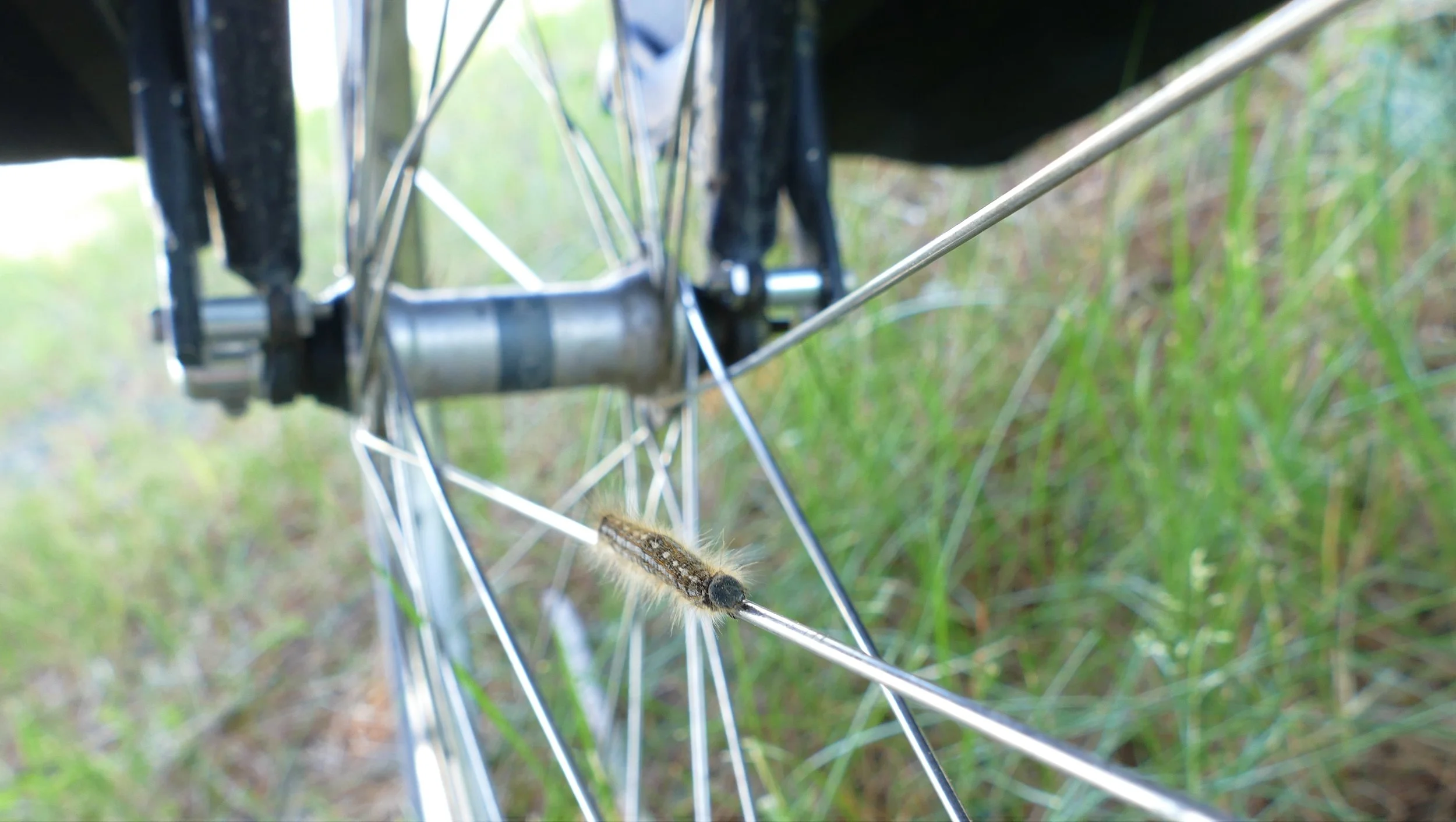 The adventurous tent caterpillars could be found just about anywhere.