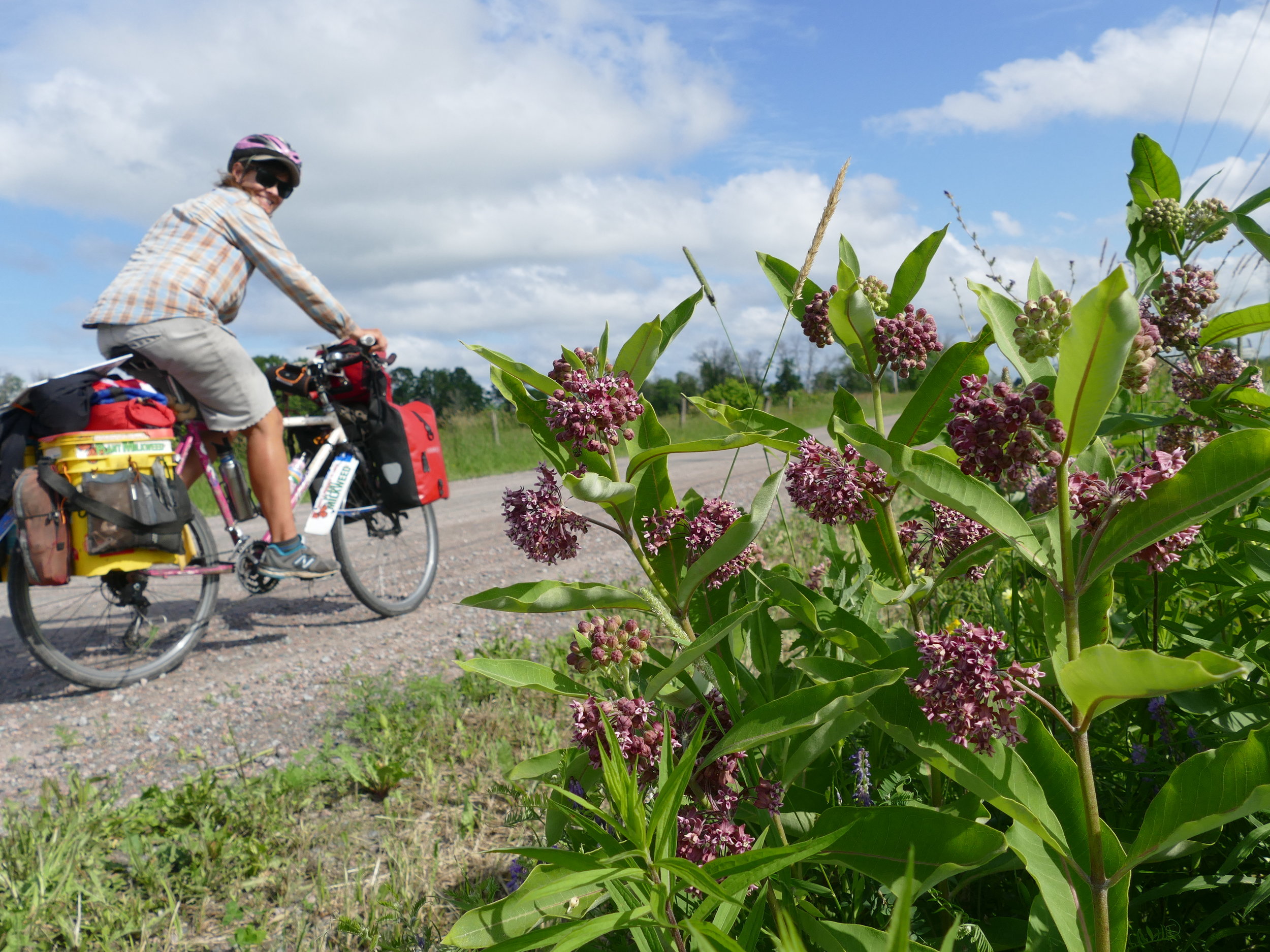 At least milkweed is beautiful and, riding by them, you can't ignore the color, all the pollinators they attract, or the strong, flowery smell.