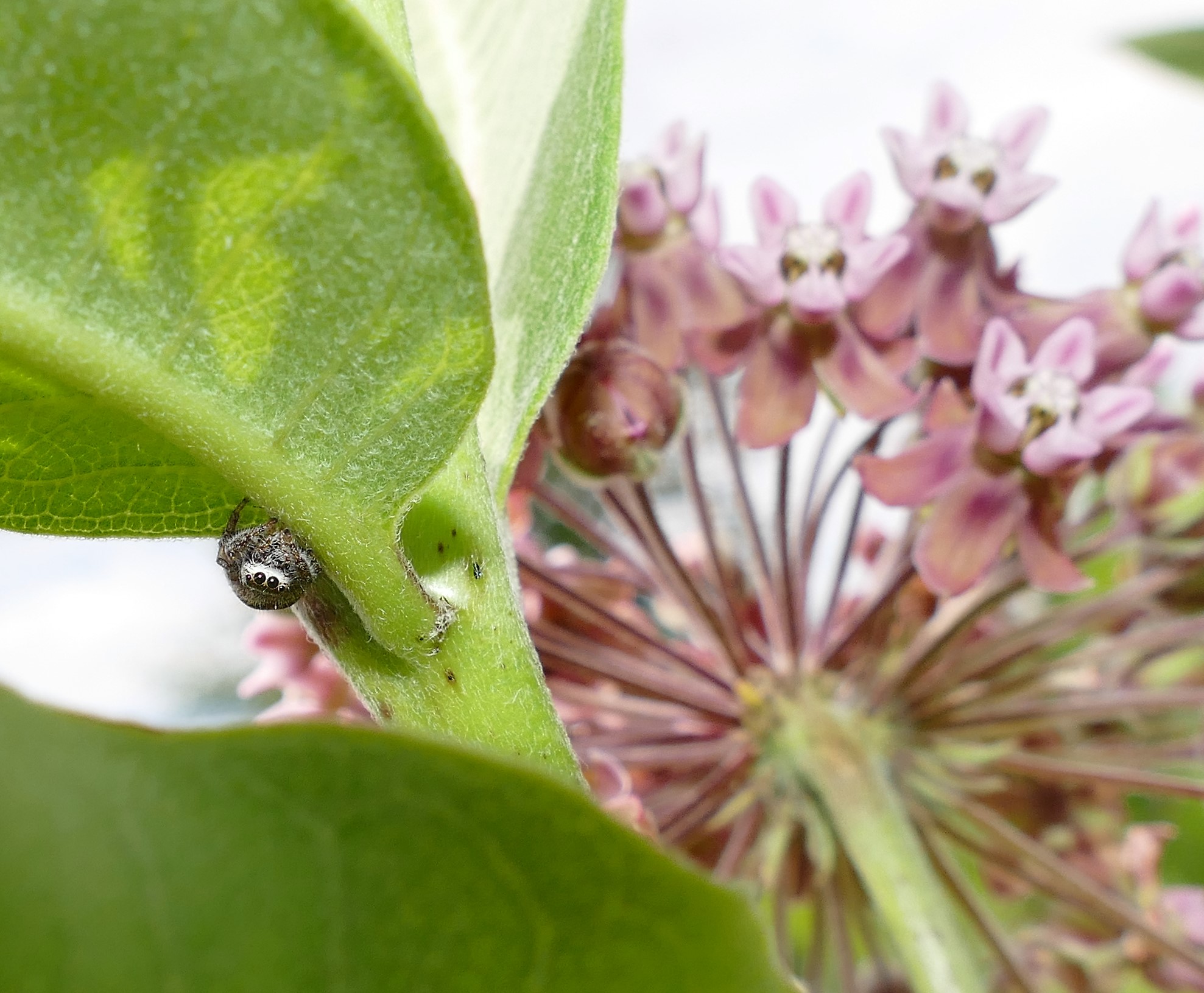 Every milkweed is home to such diversity.