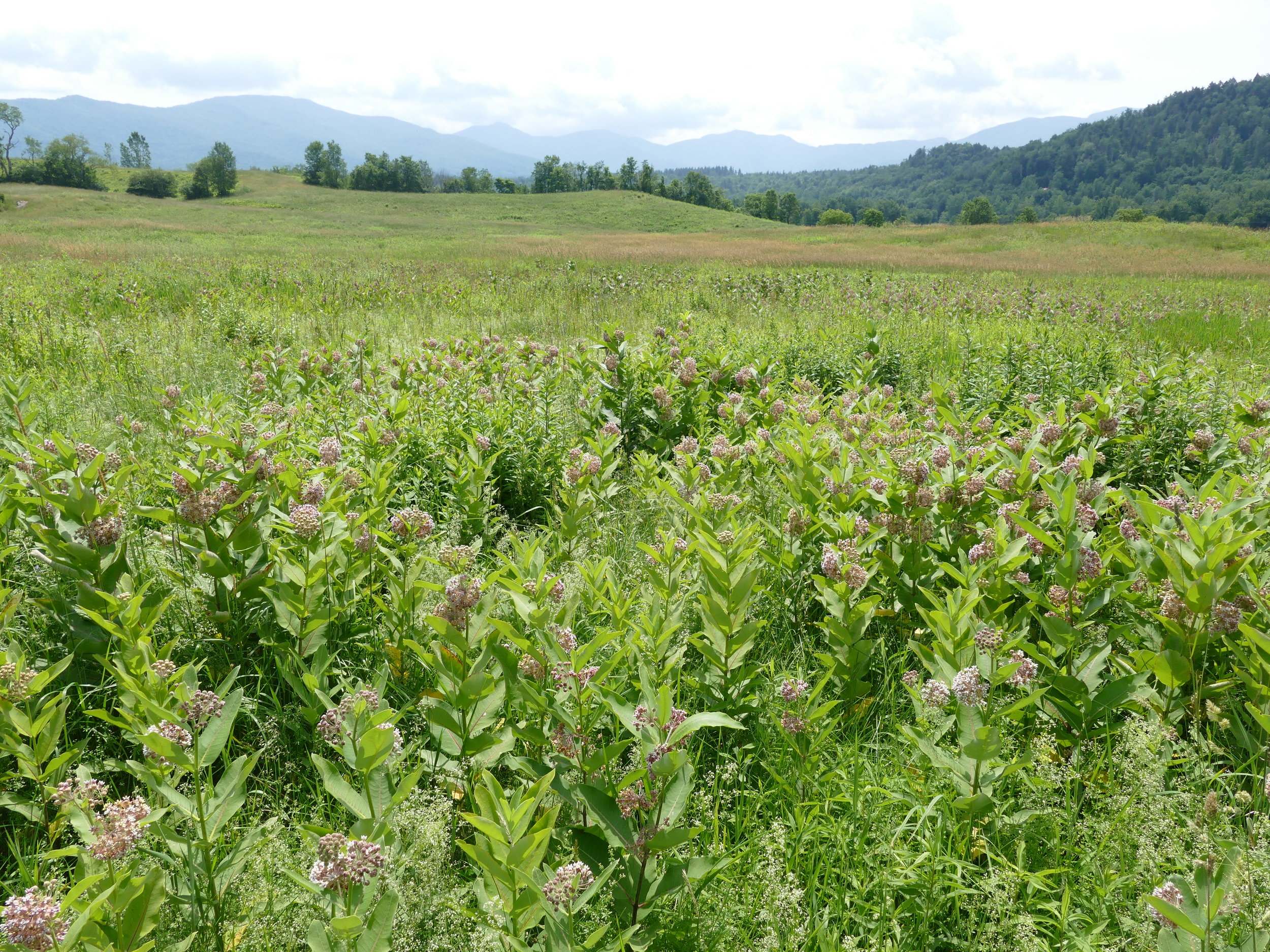 Seeing so much milkweed, the most I had ever seen, was like medicine.