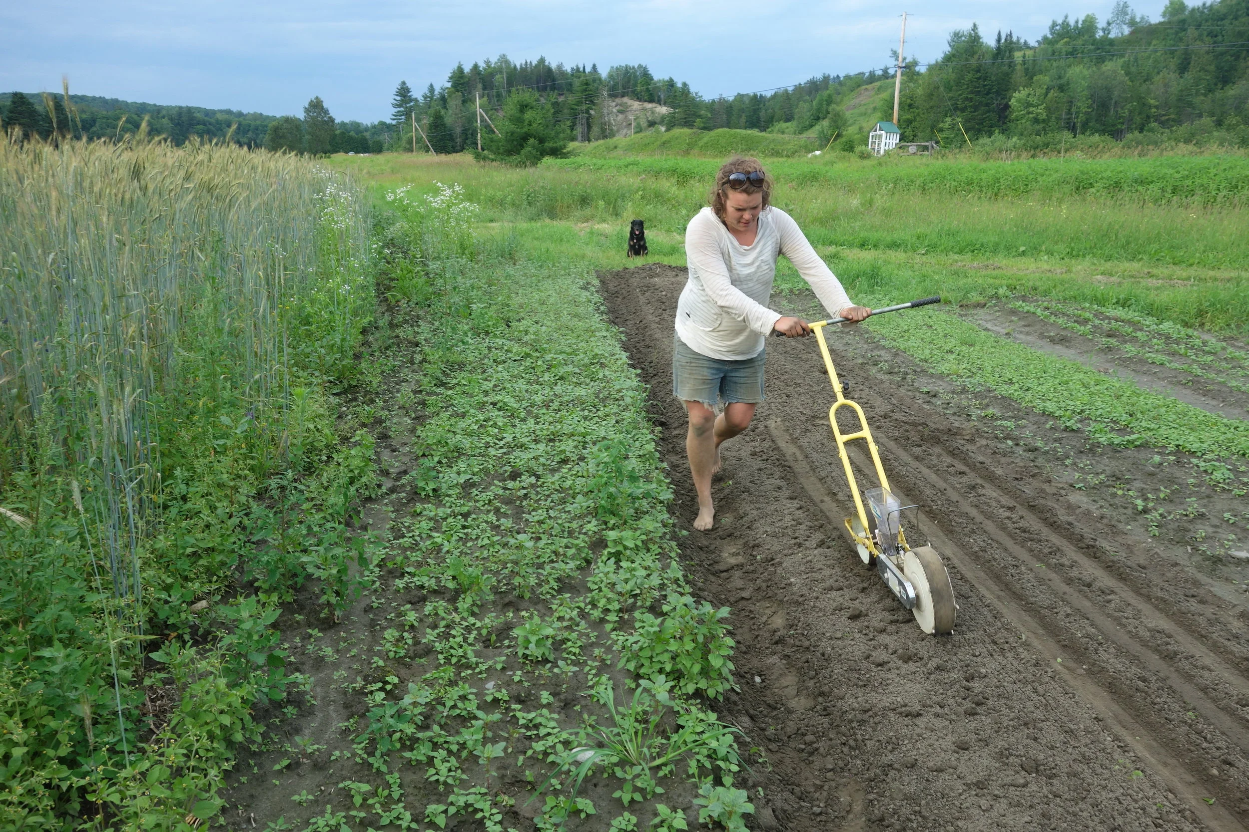 This could be the future of farming: small farmers growing our food and taking care of our planet.