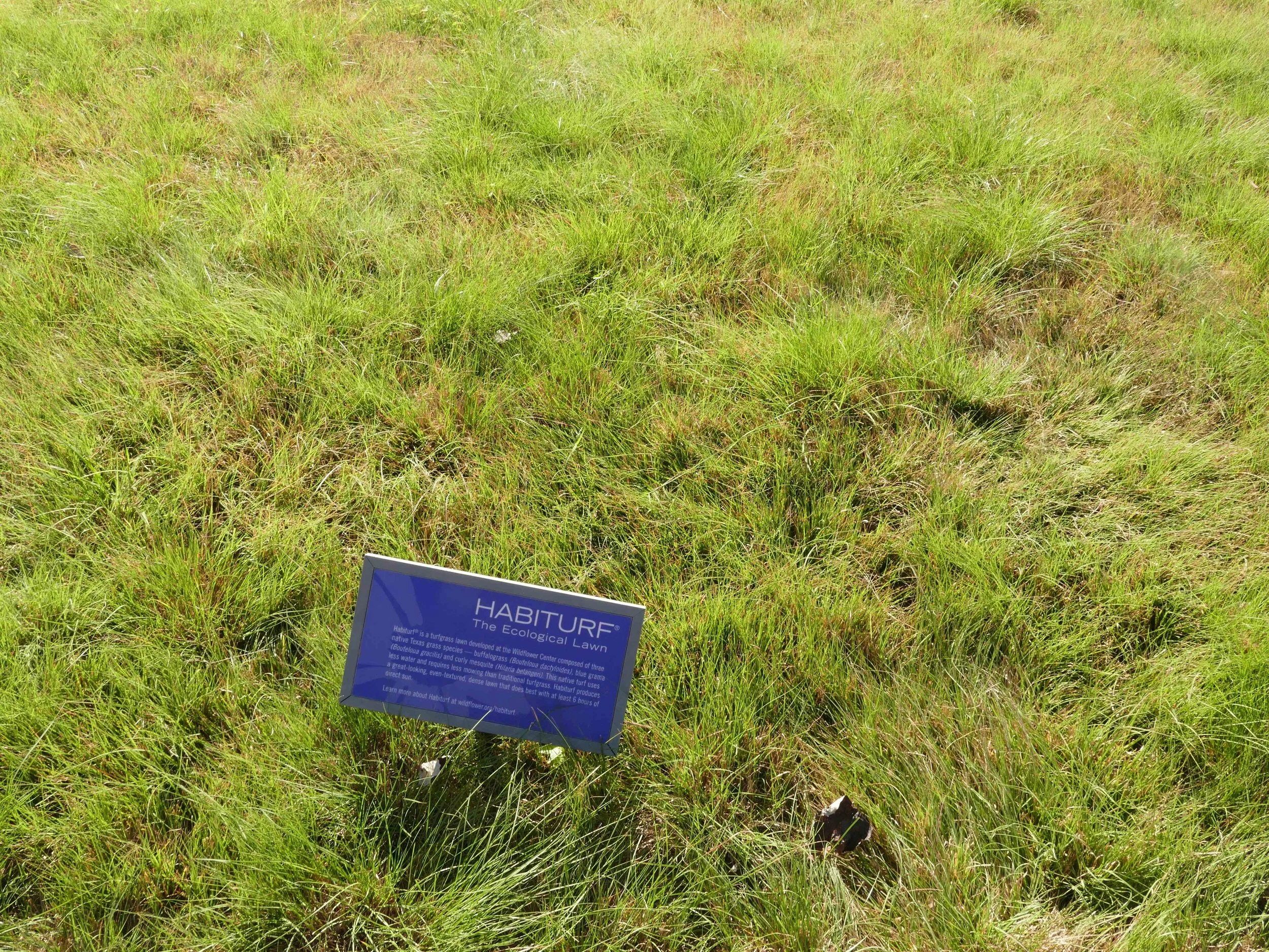 The wildflower center shows us the potential of our yards, even if we want the grassy look!