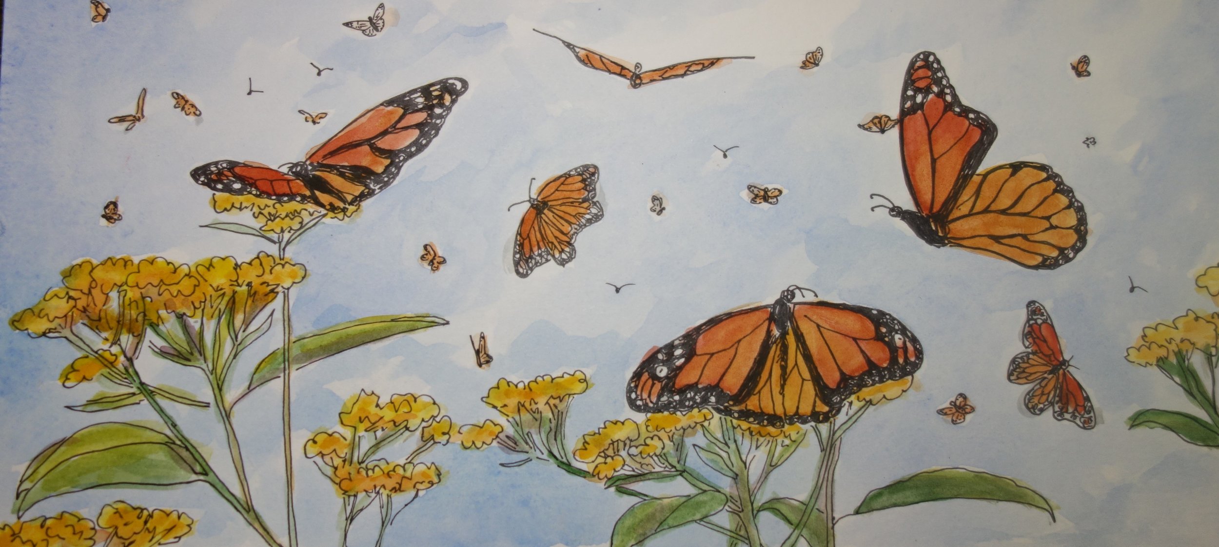 Overwintering Monarchs