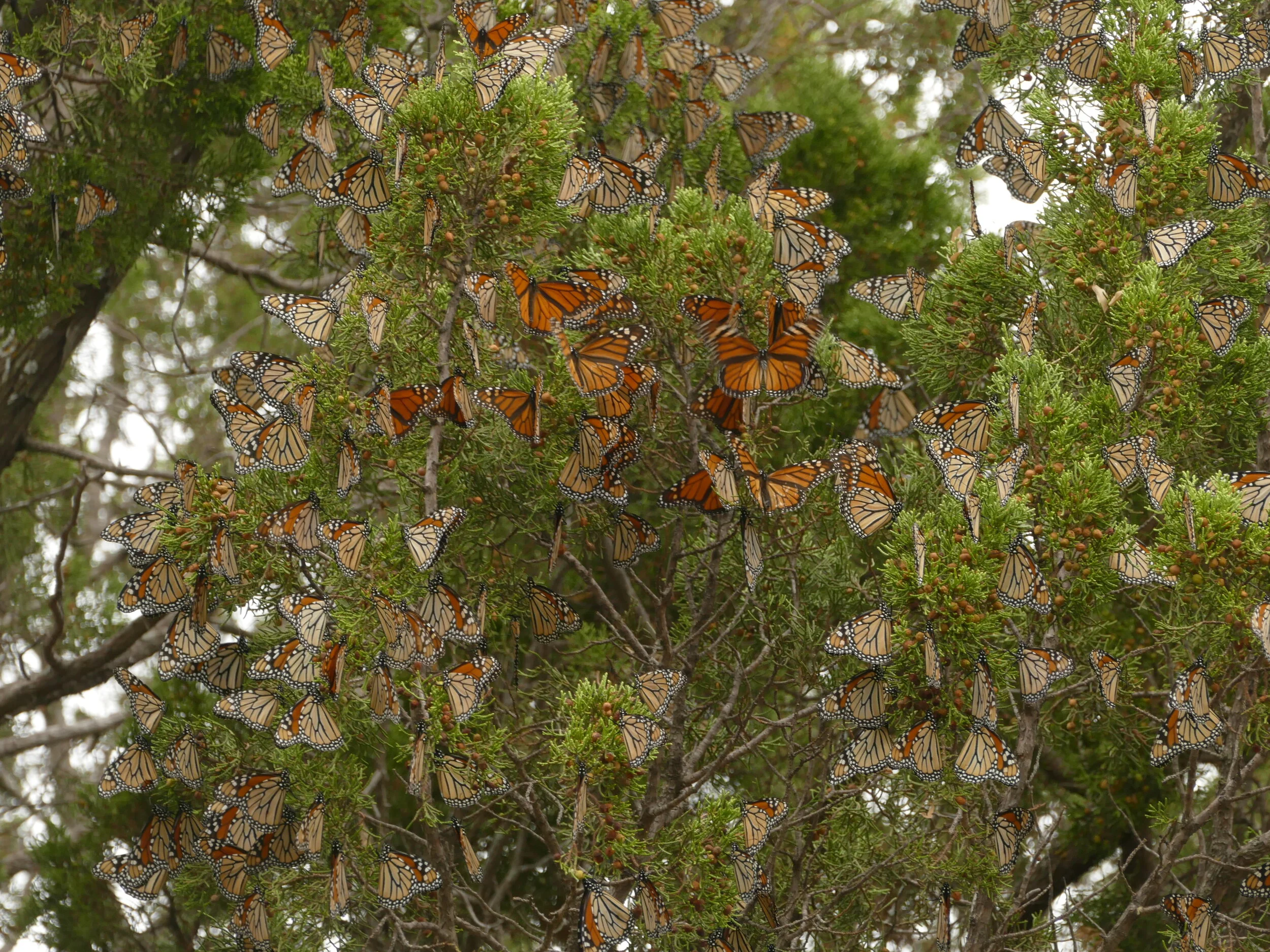 Once a Butterbiker, Always a Butterbiker