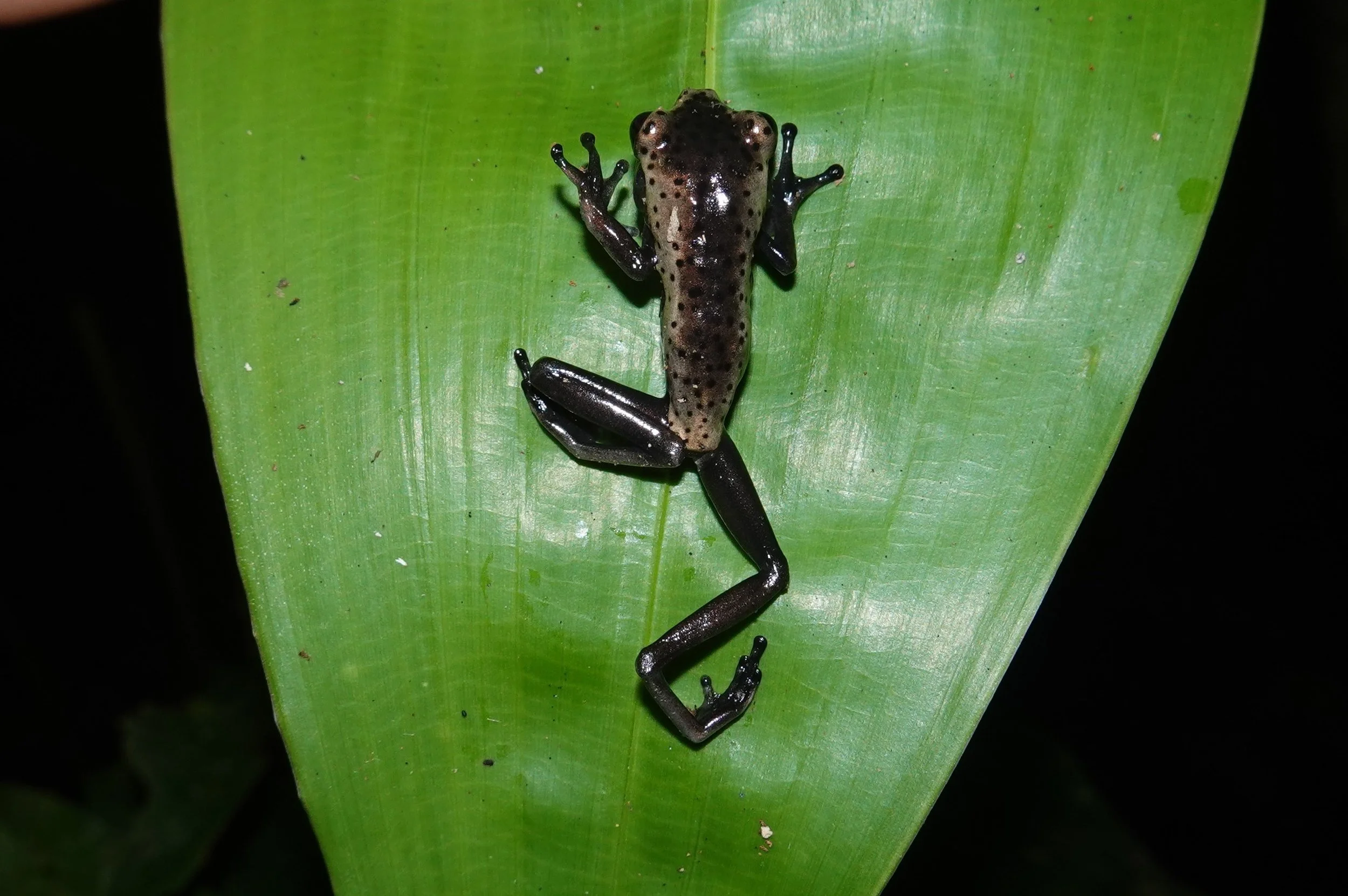Polka Dot Oreo Frog